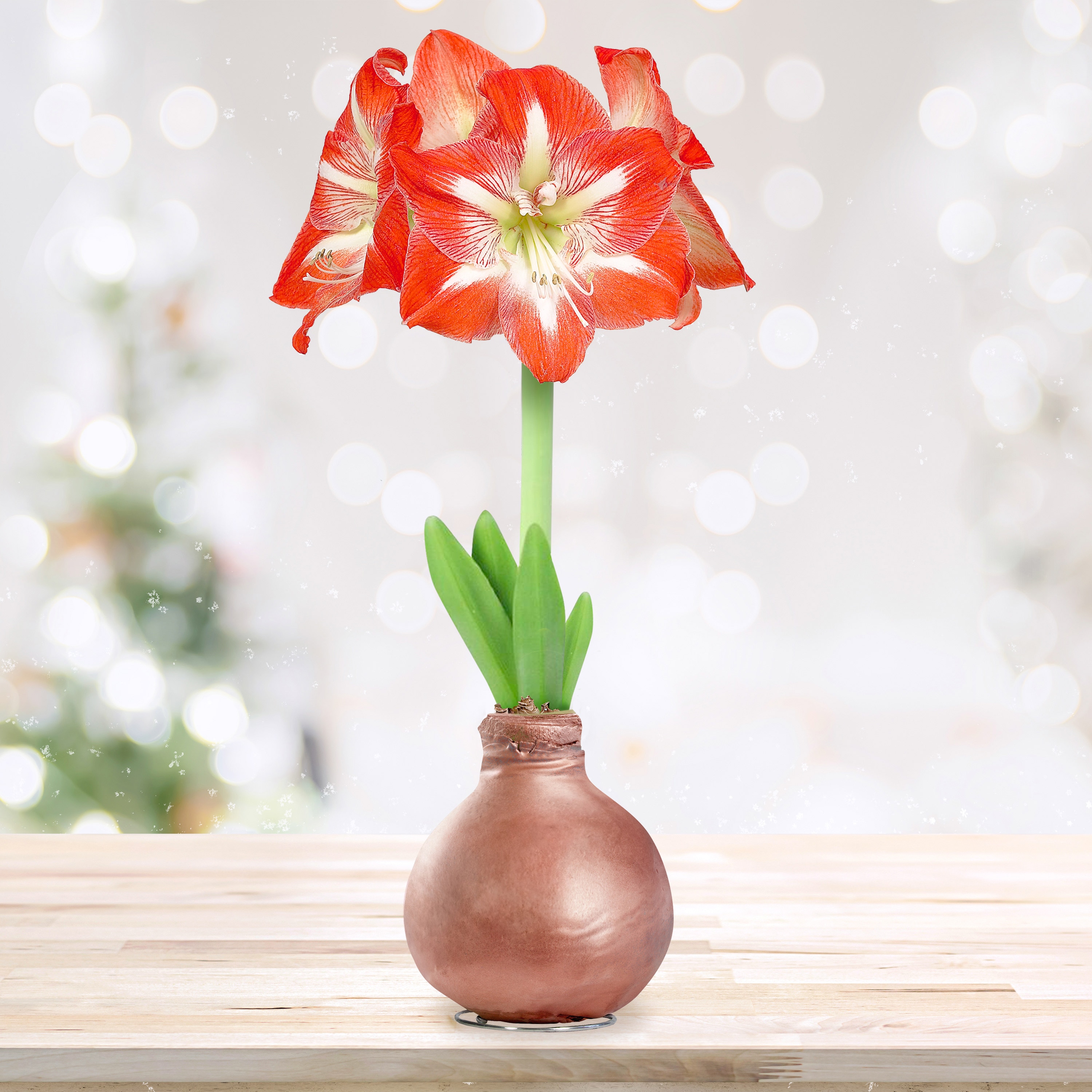 Garden State Bulb ECH-41-01-01 Bronze Minerva Waxed Amaryllis Bulbs 1 Count