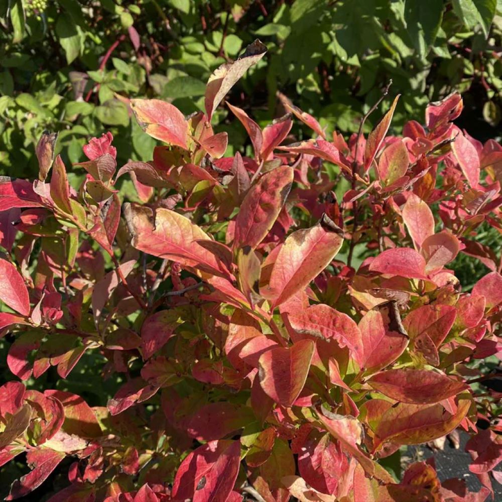 Proven Winners VACPRC1007800 shrubs - View #4