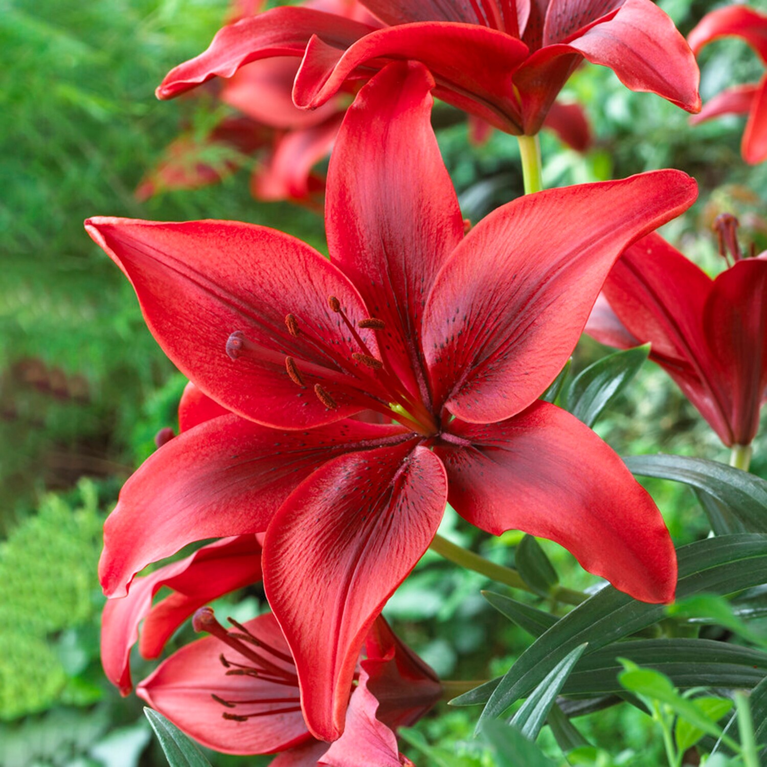 Garden State Bulb 10831 Red Lily Ducati Bulbs 1 -Pack