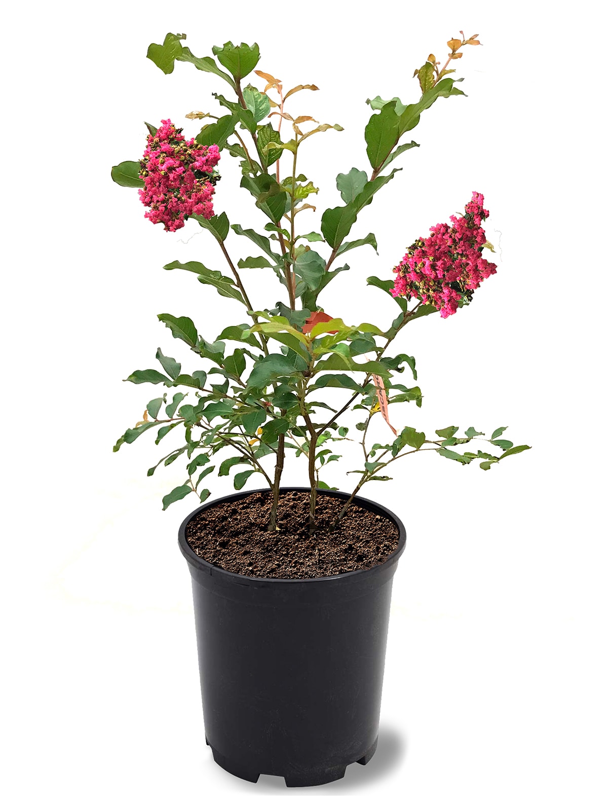 Southern Planters 2.87-Quart Pink Flowering Tuscarora Crape Myrtle In ...