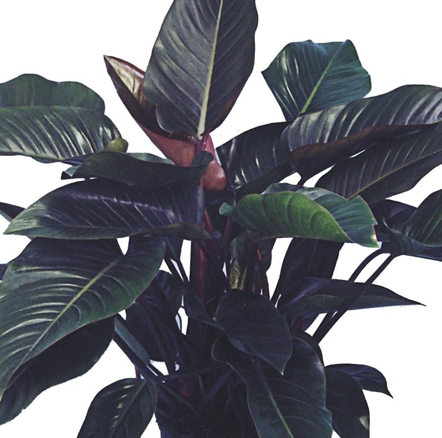 Lowe's NURSERY Rojo Congo Philodendron in 2-Gallon Pot