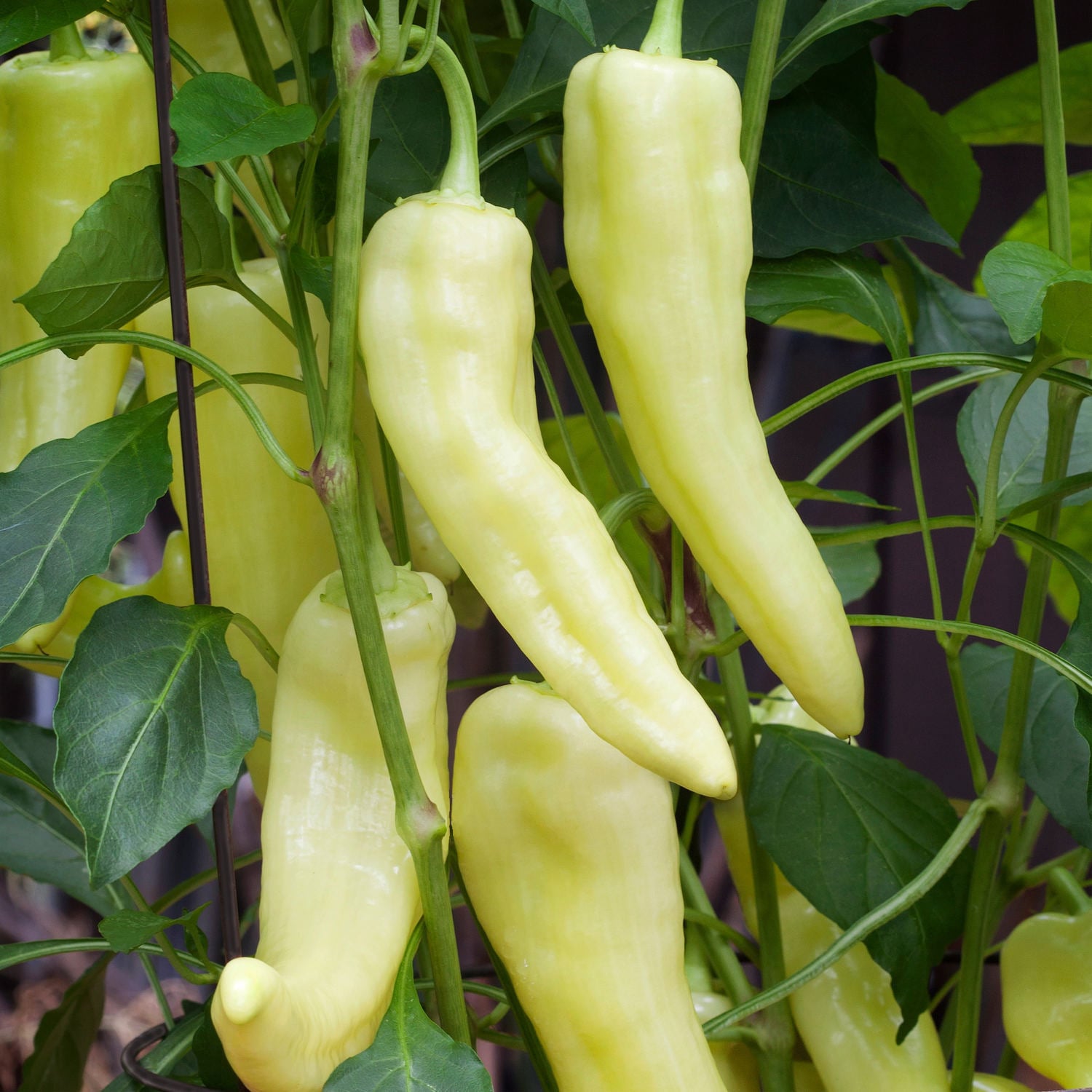 Bonnie Plants 202046 Vegetable-Plants - View #2