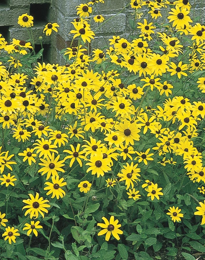 Lowe's 235802 Yellow Black Eyed Susan Plant in 1.5 -Gallon