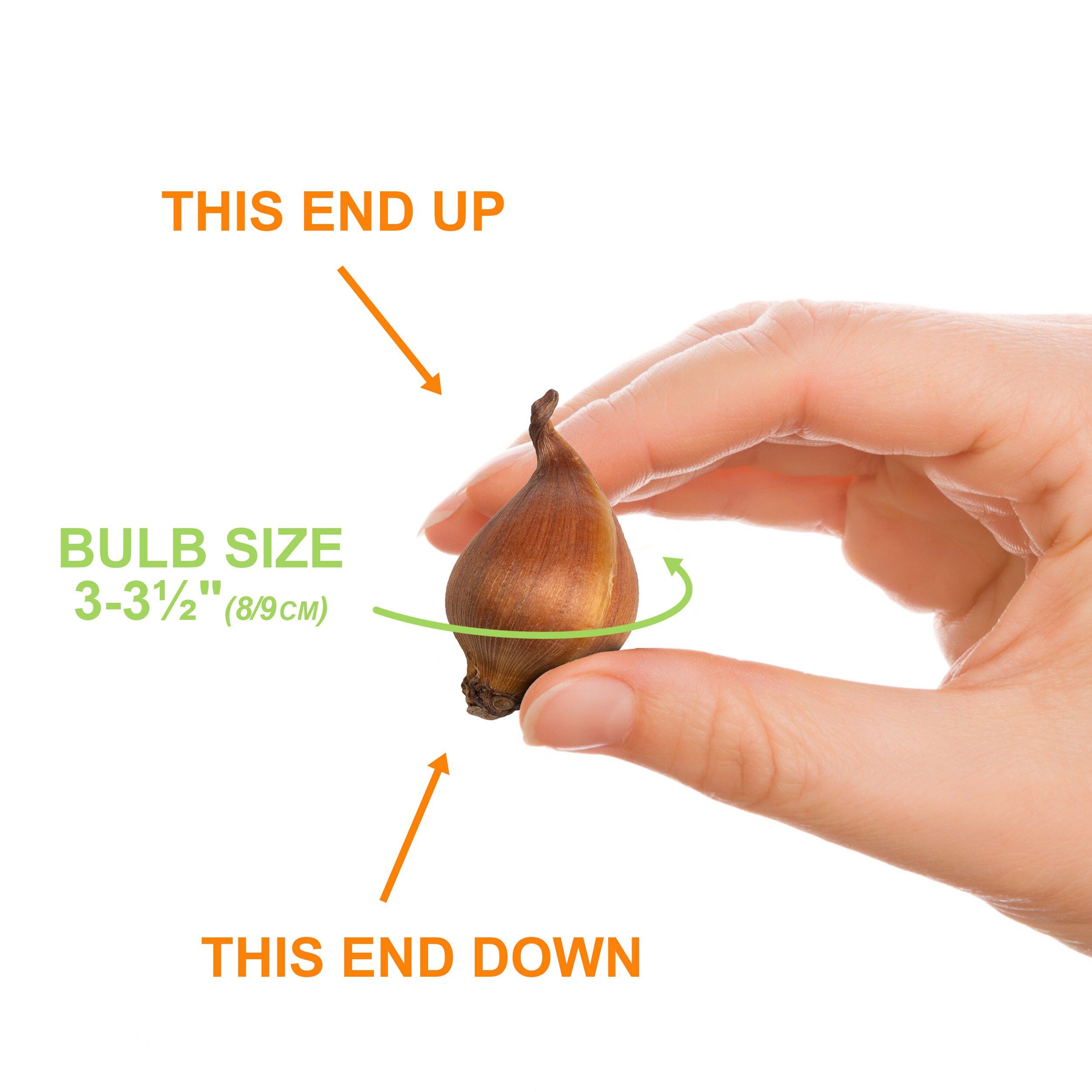 Garden State Bulb ECF-10-50 Plant-Bulbs - View #4