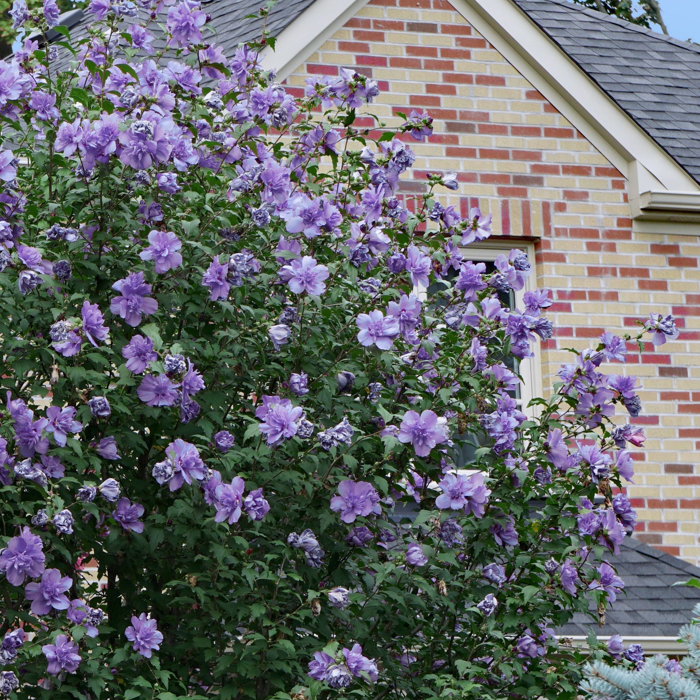 Lavender Blueberry Smoothie Hibiscus Flowering Shrub in 2-Gallon Pot