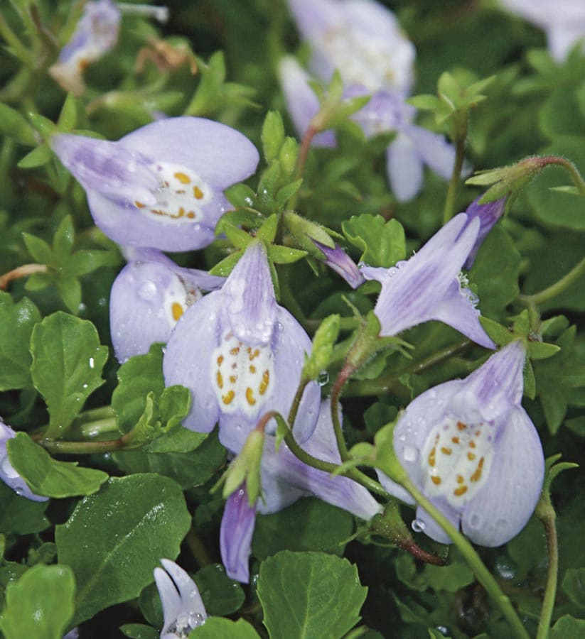 Pack Mazus Ground Cover at Lowes.com