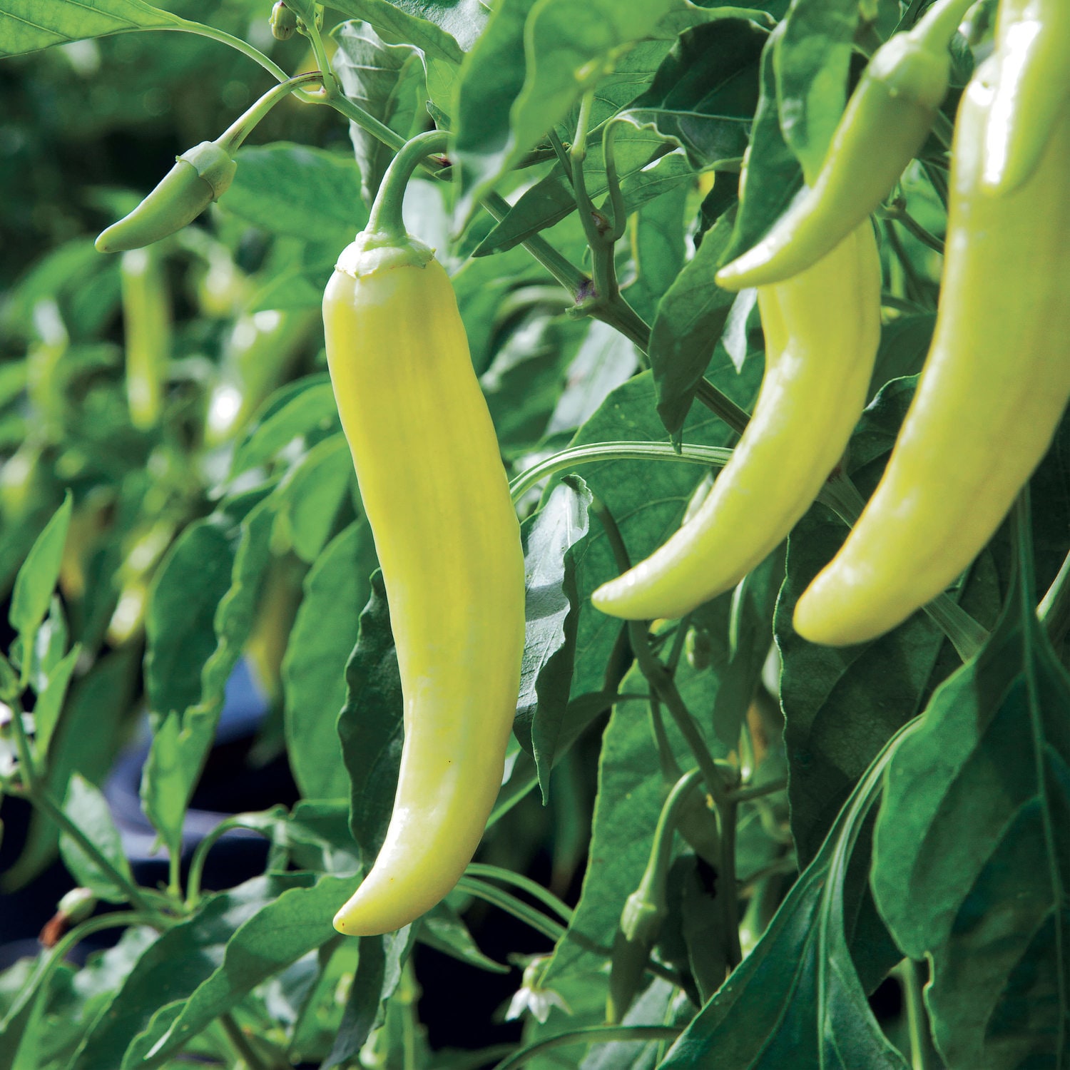 Bonnie Plants 202042 Vegetable-Plants - View #2