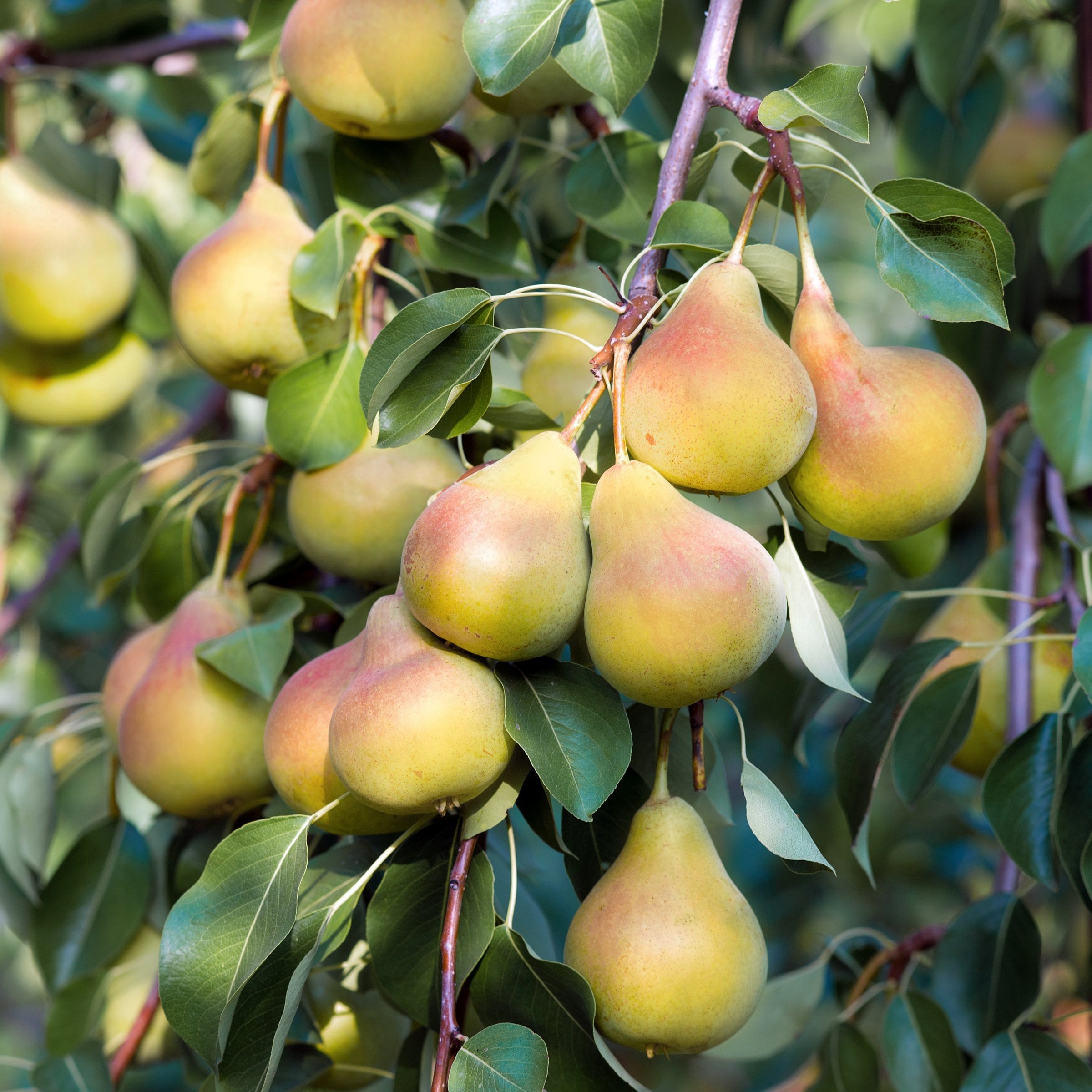 National Plant Network LW2235 Fruit-Plants - View #5