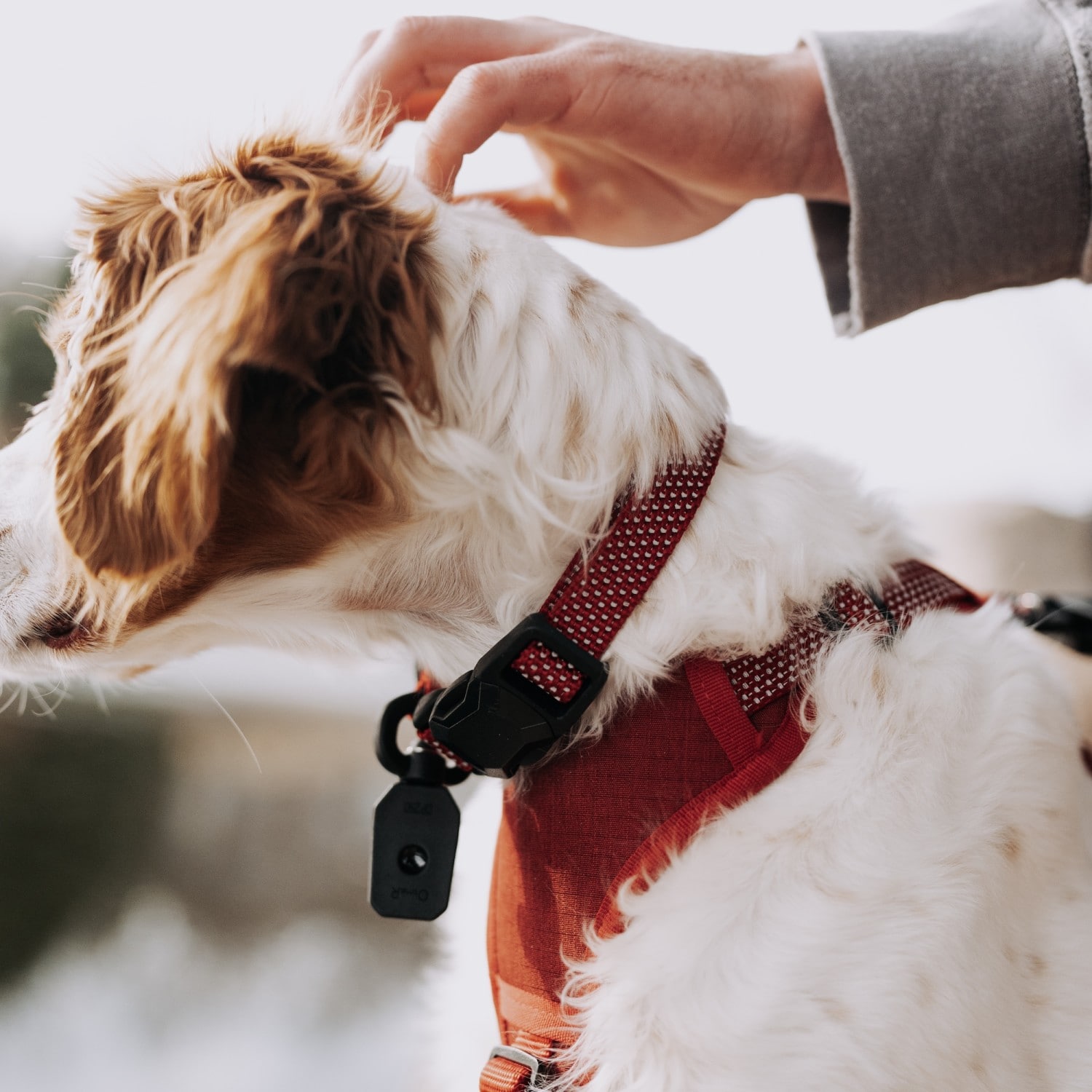 HOOZA G0080187828031 Dog-Collars-Harnesses - View #4