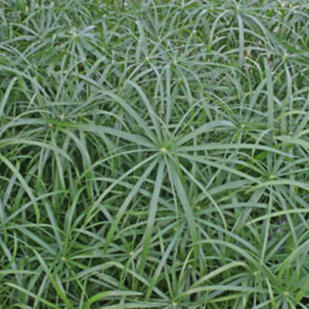 Lowe's NURSERY annuals - View #3