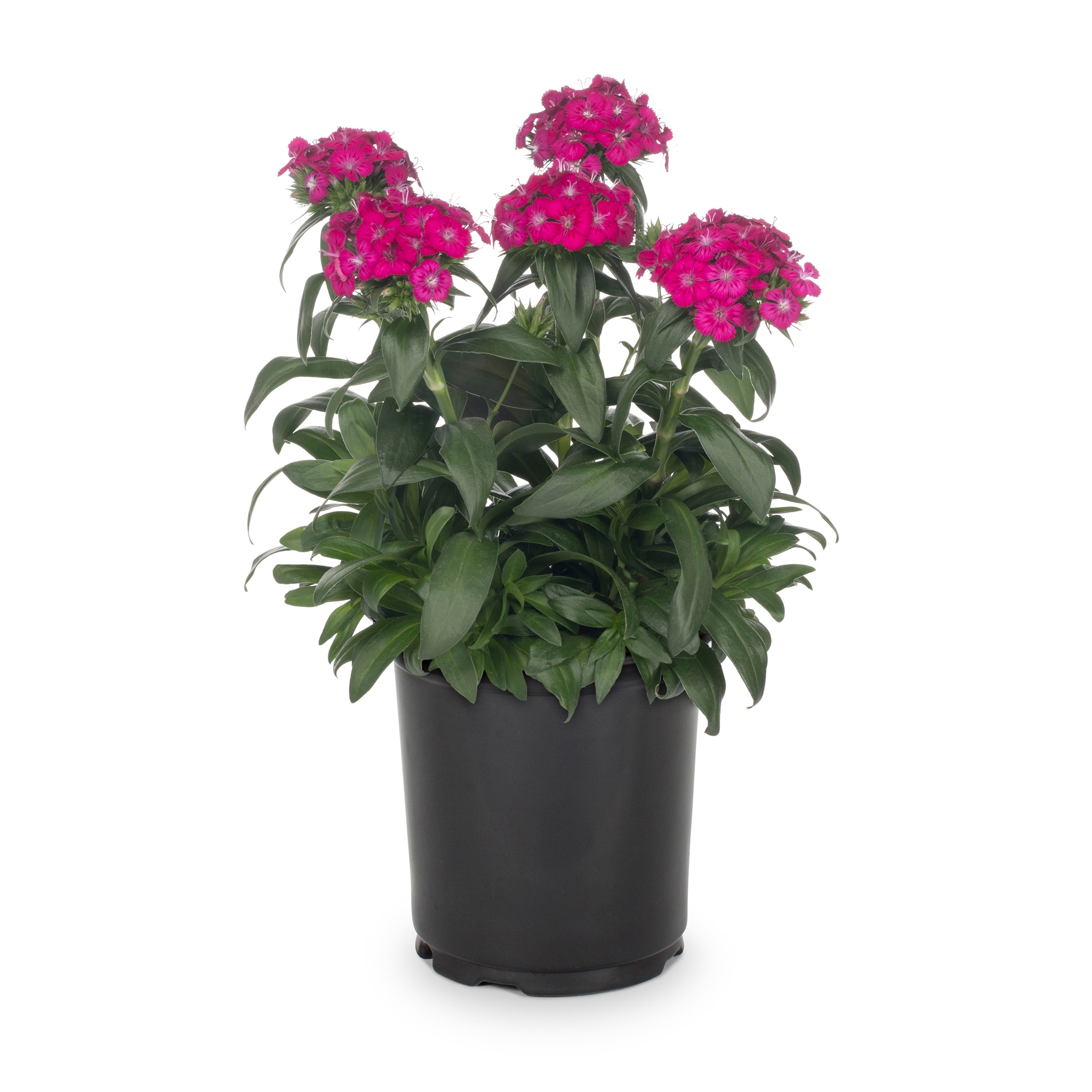 Lowe's Multicolor Dianthus in 2.5-Quart Pot in the Annuals department ...