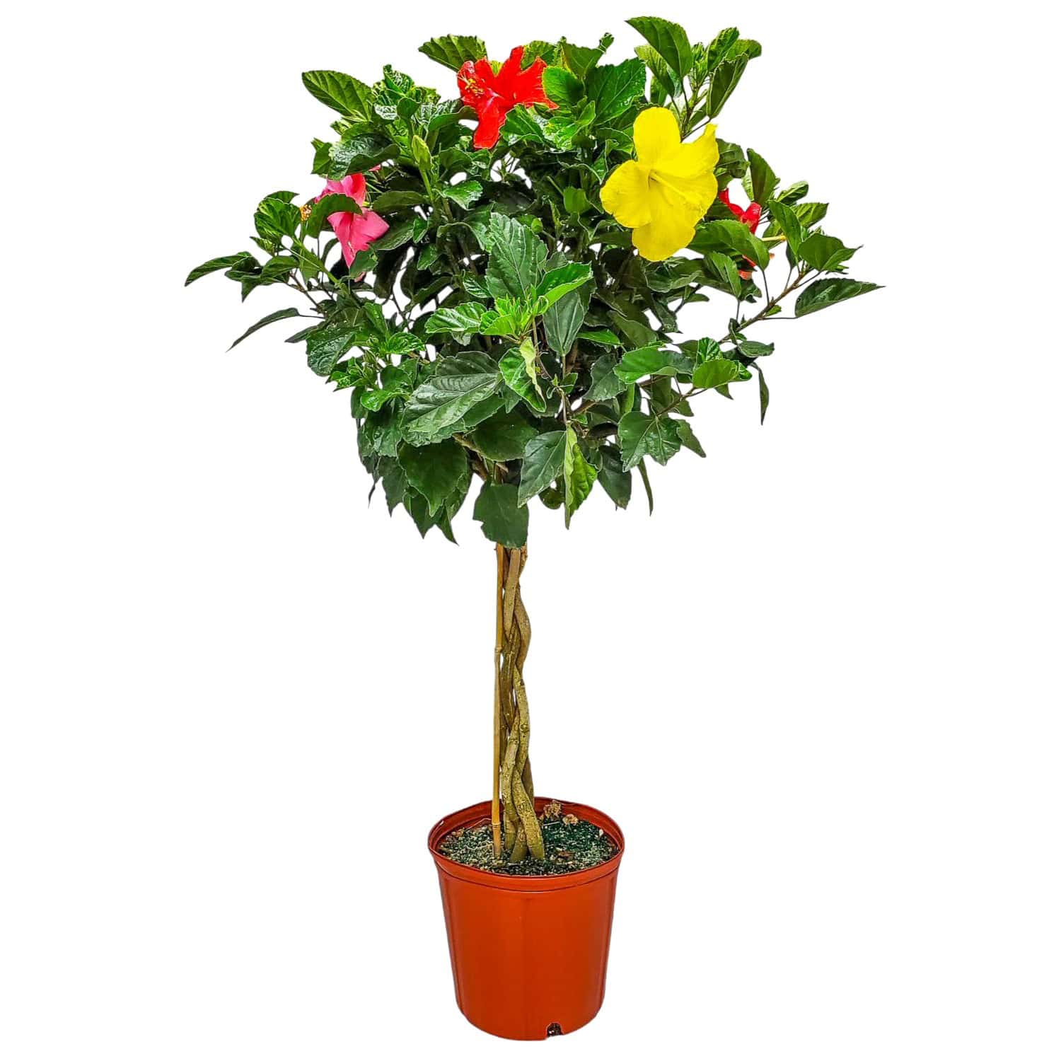Tropical Plants of Florida Multicolor Hibiscus Tree in 3 Gallon Nursery Pot 1 Pack