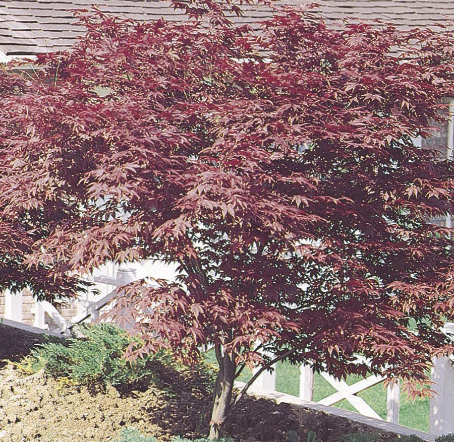  NURSERY 2.5-Quart Red Feature Tree Red Japanese Maple