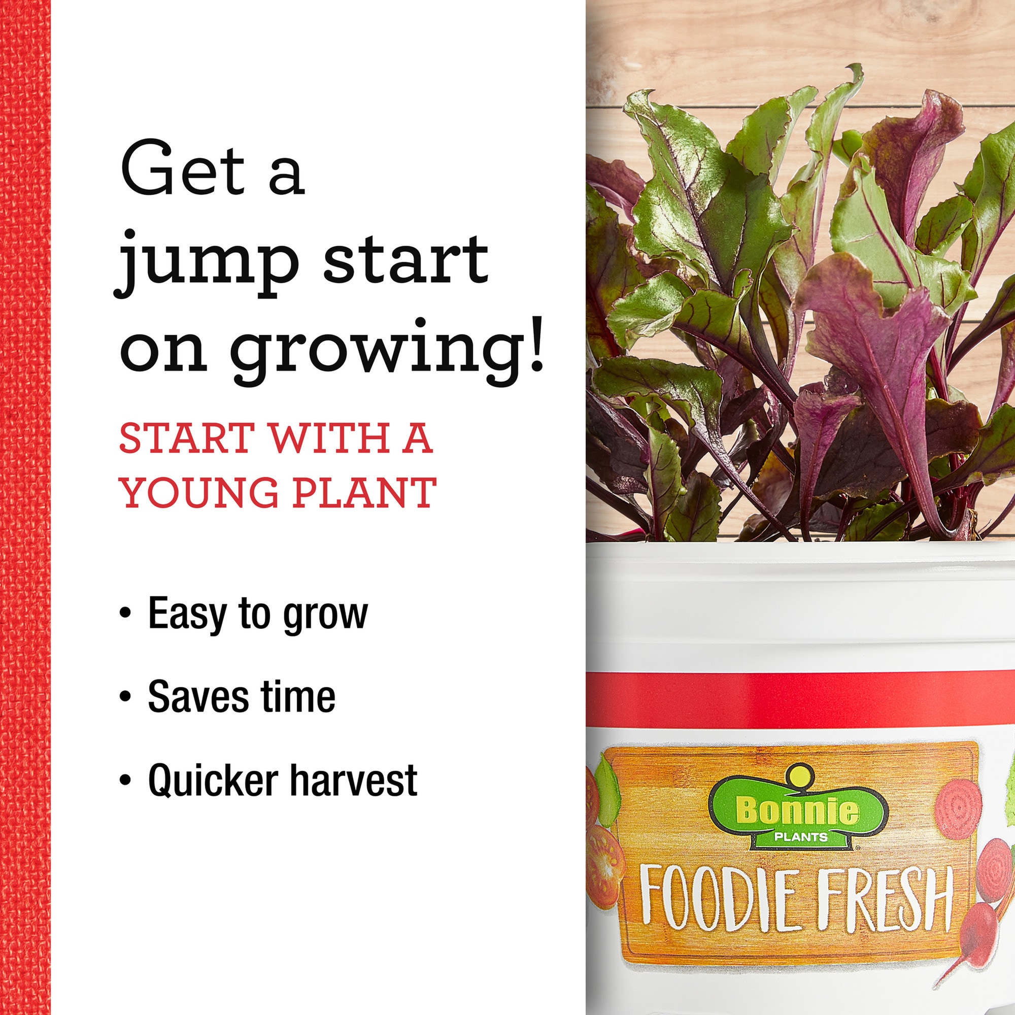 Bonnie Plants 202068 Vegetable-Plants - View #7