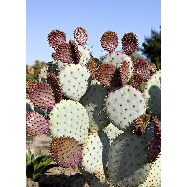 opuntia santa rita on roots pot 10cm cactus succulent