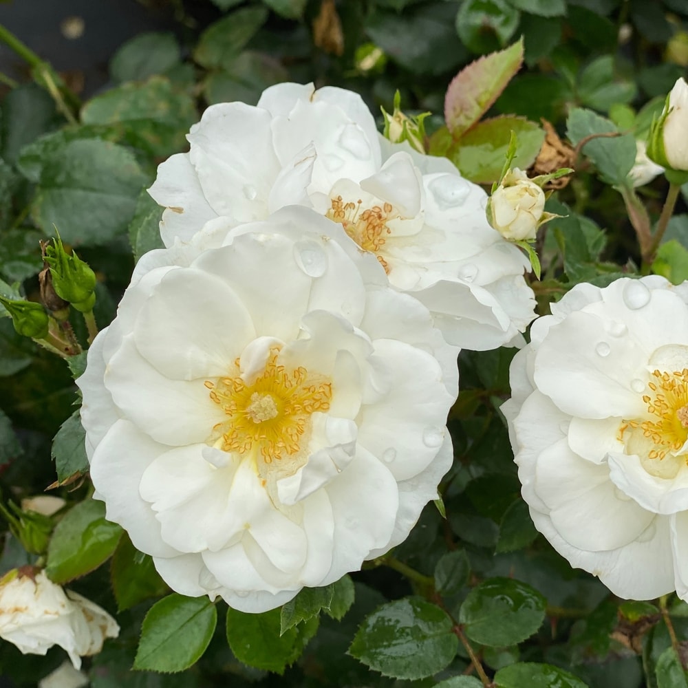 Proven Winners ROSPRC1157800 Oso Easy Ice Bay Rose (Rosa) Flowering Shrub in 1 -Quart Pot 1.0 -Pack with White Blooms