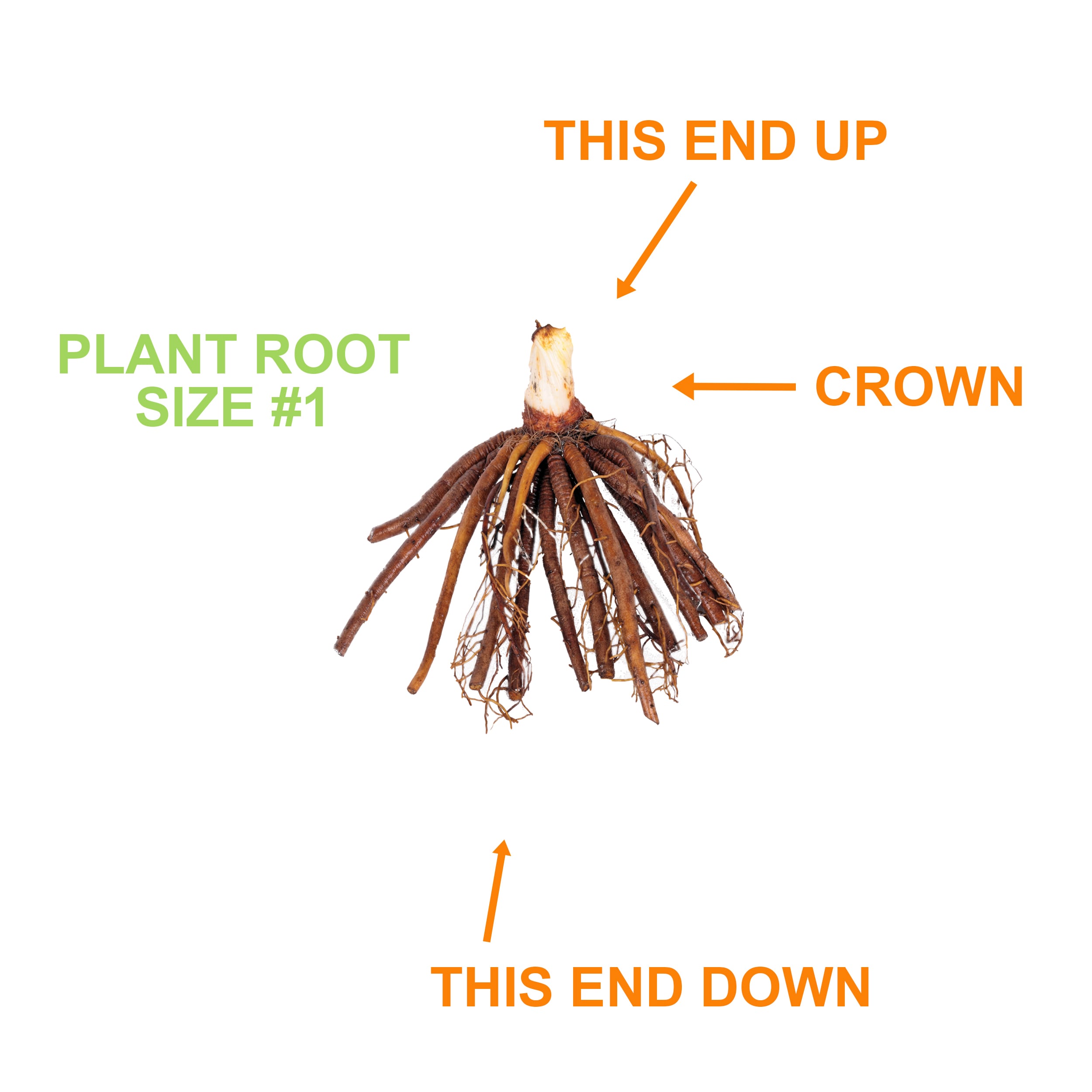 Garden State Bulb ECS-64-10-01 Plant-Bulbs - View #3