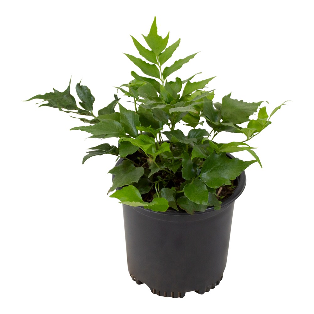 Altman Plants 0881283 perennials - View #2