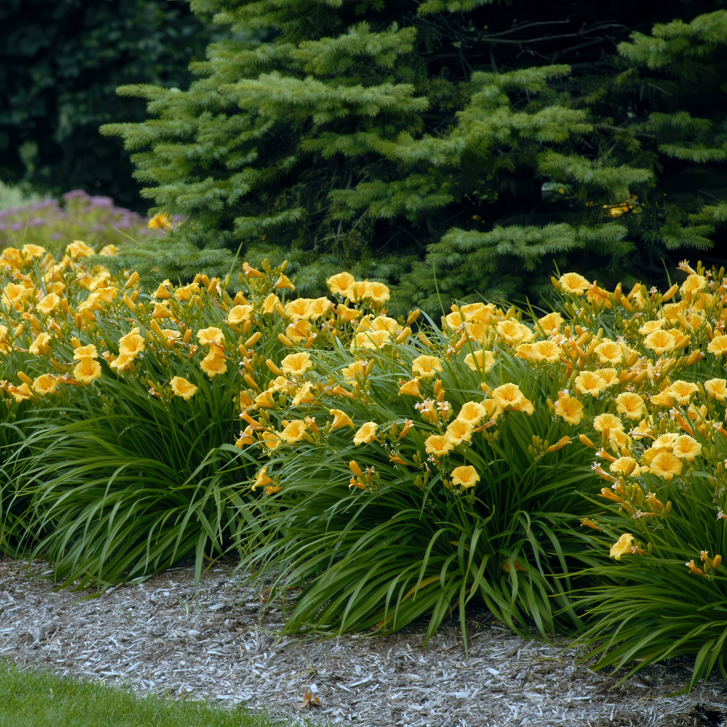 National Plant Network LW1986 perennials - View #10