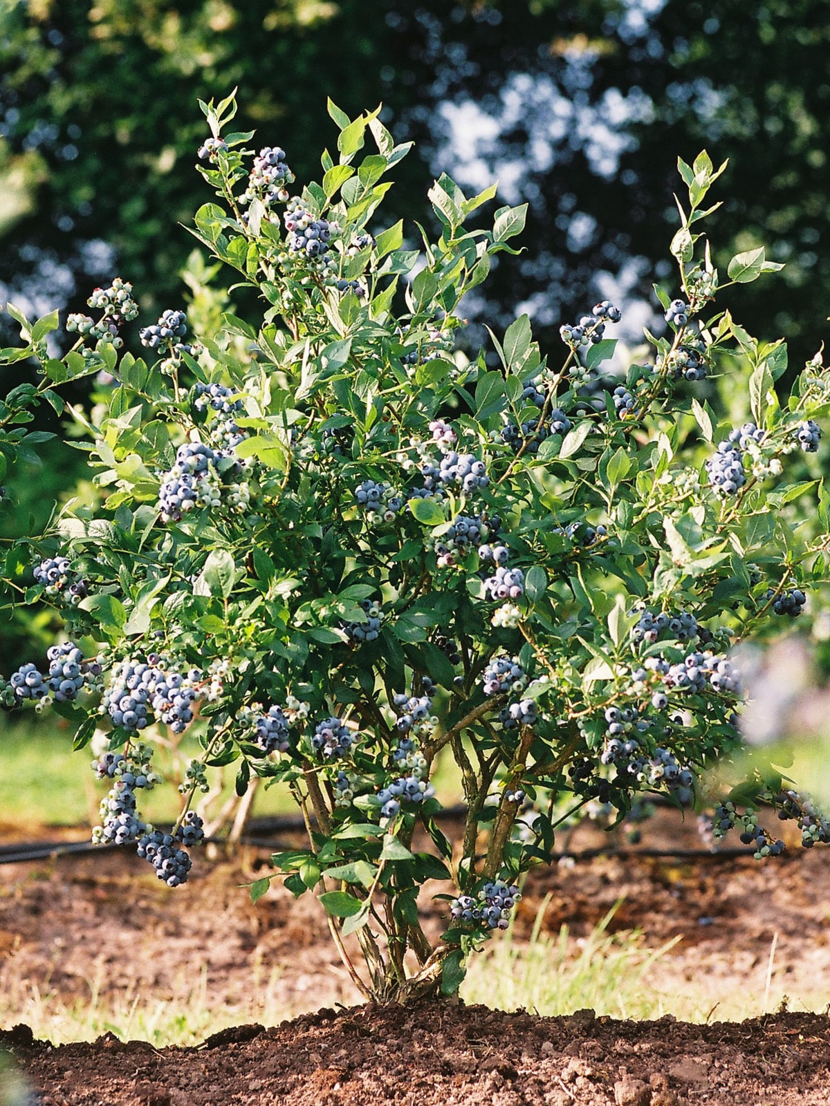 Southern Planters Blueberry Plant Pot - Vaccinium virgatum - Full ...