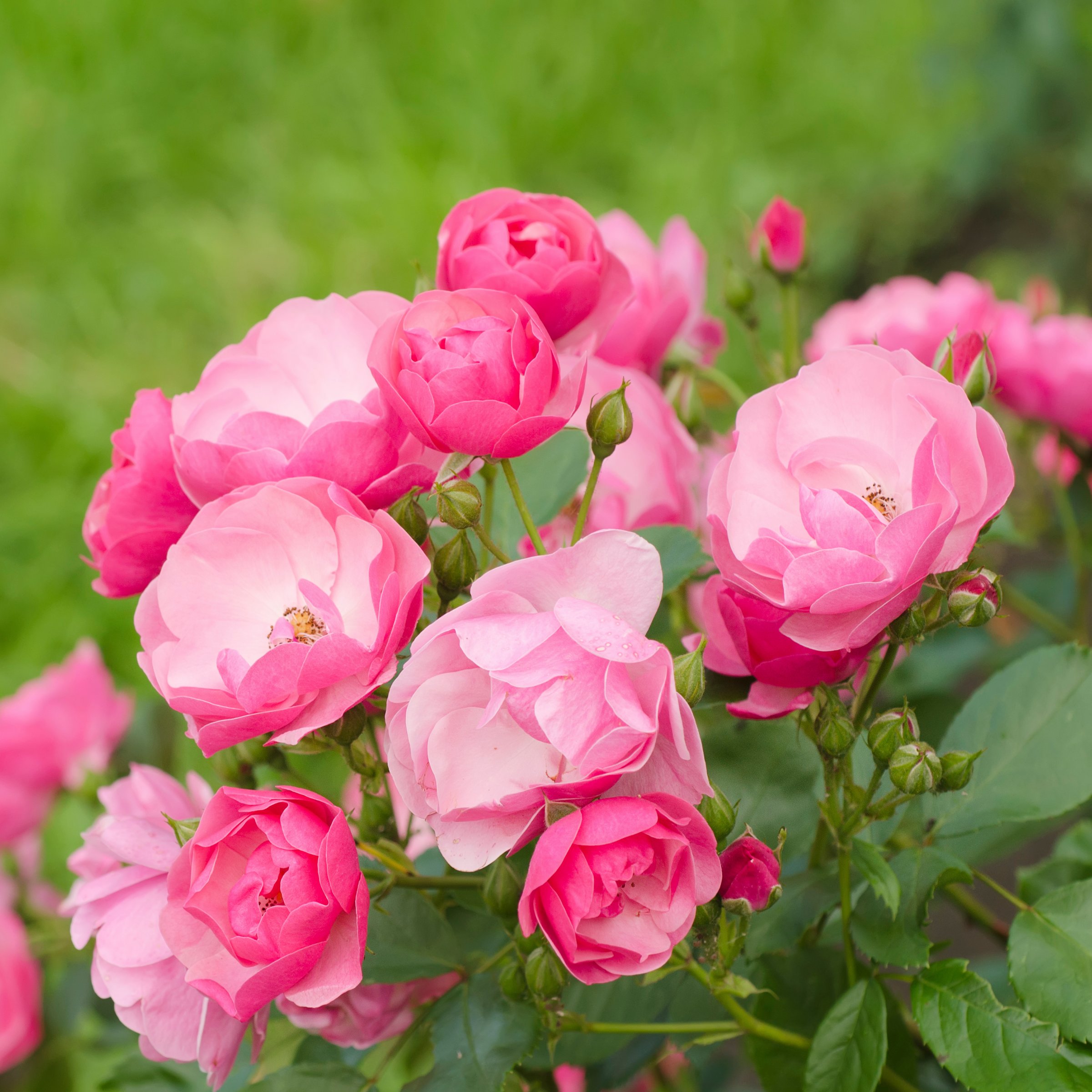 National Plant Network LW2169 roses - View #3