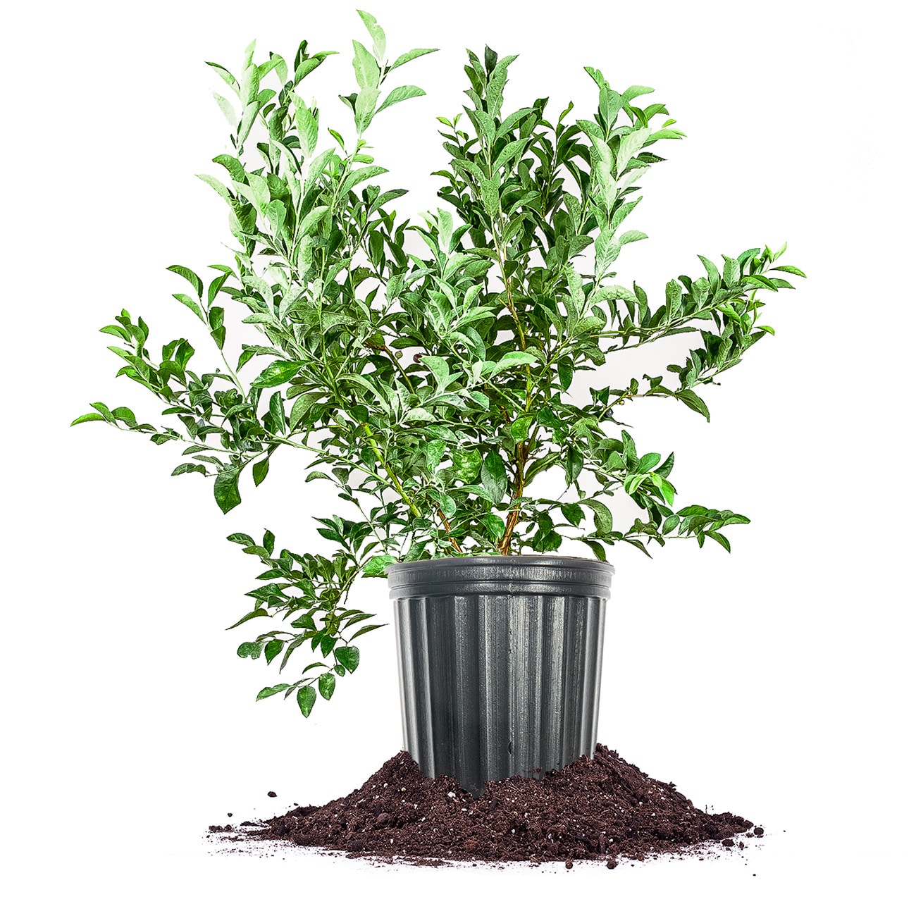 Perfect Plants LOPREMIERBLUE3G Premier Blueberry Feature Shrub in 3 -Gallon Pot 1.0 -Pack with White Blooms