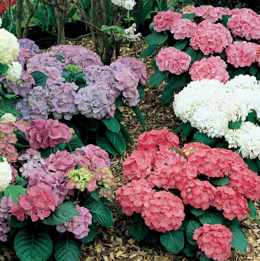 Lowe's NURSERY Hydrangea Flowering Shrub in 2 -Quart Pot 1 -Pack with Multicolor Blooms