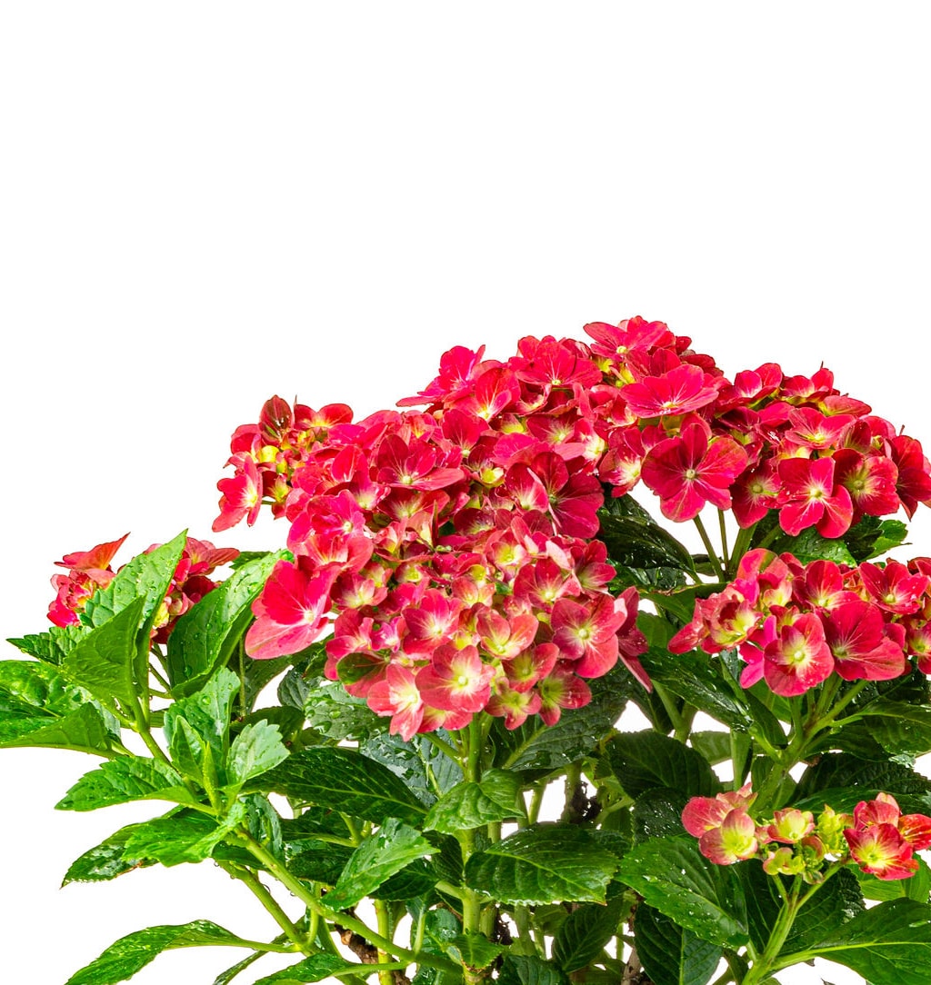  2205 shrubs - View #2