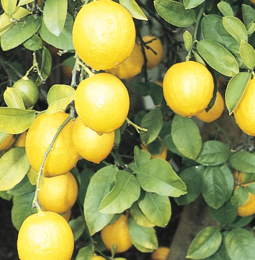 Meyer Lemon — Citrus Men