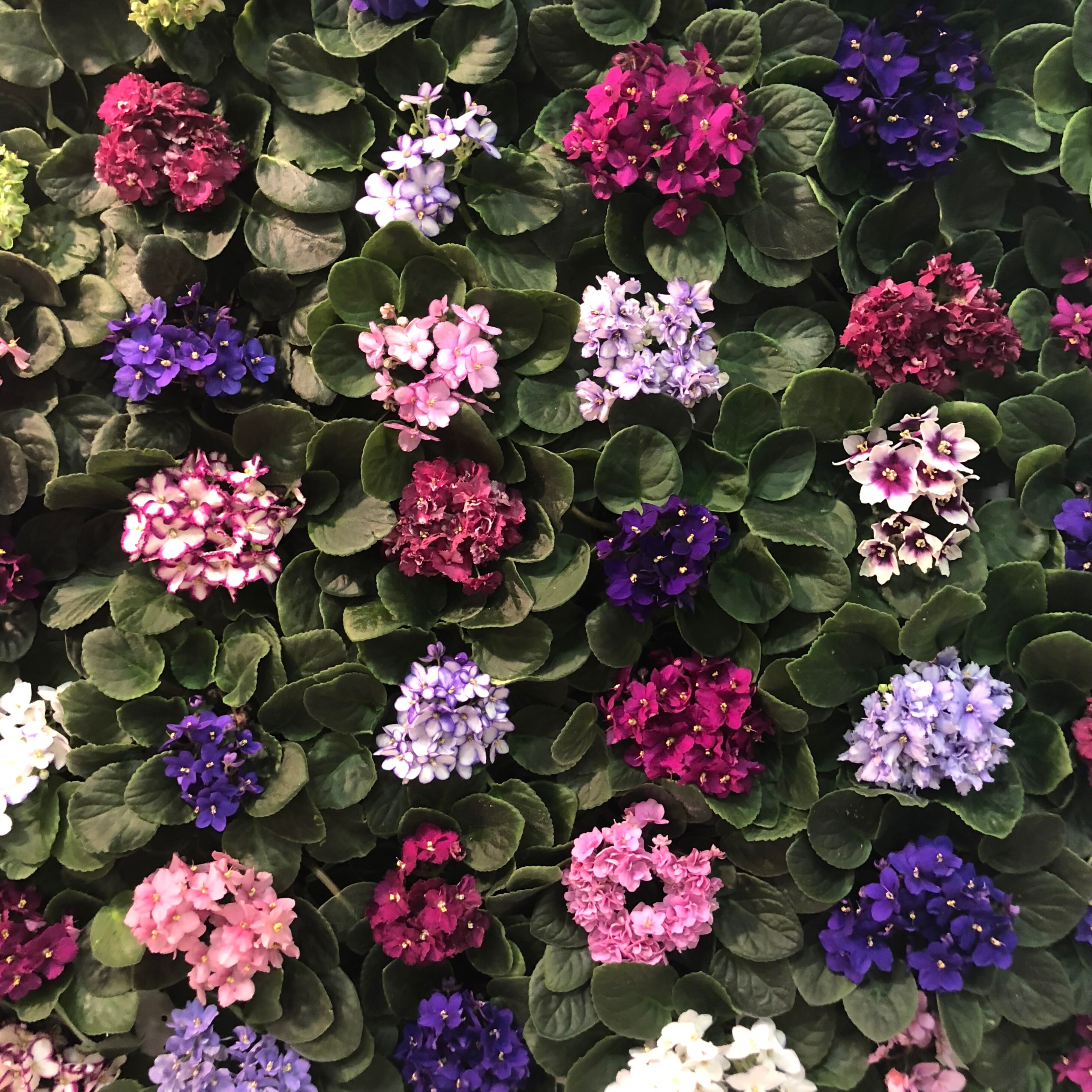 Optimara 4INAF4PACK hseplants - View #2