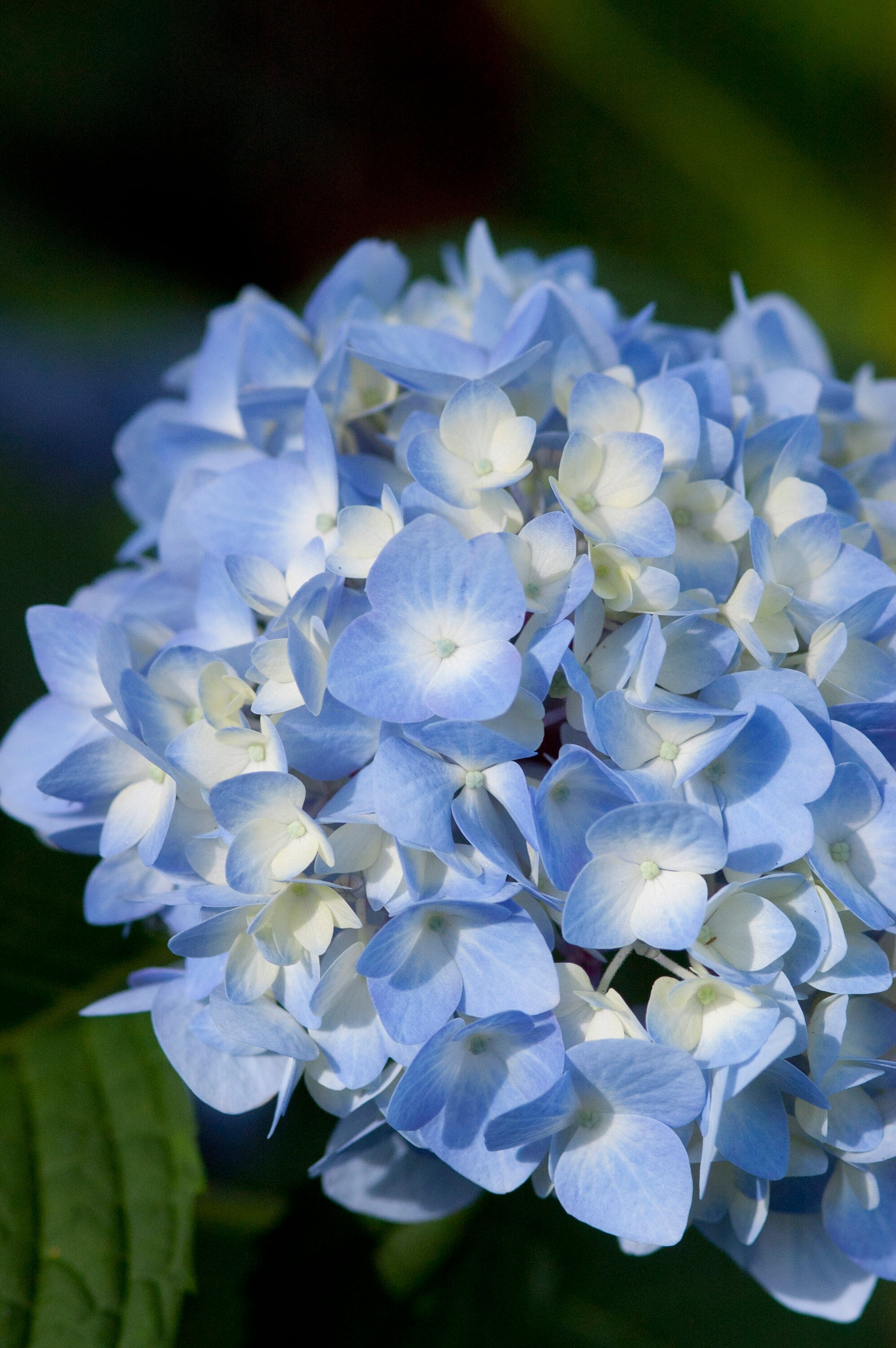 Perfect Plants LOENDLESSSUMMER3G shrubs - View #6