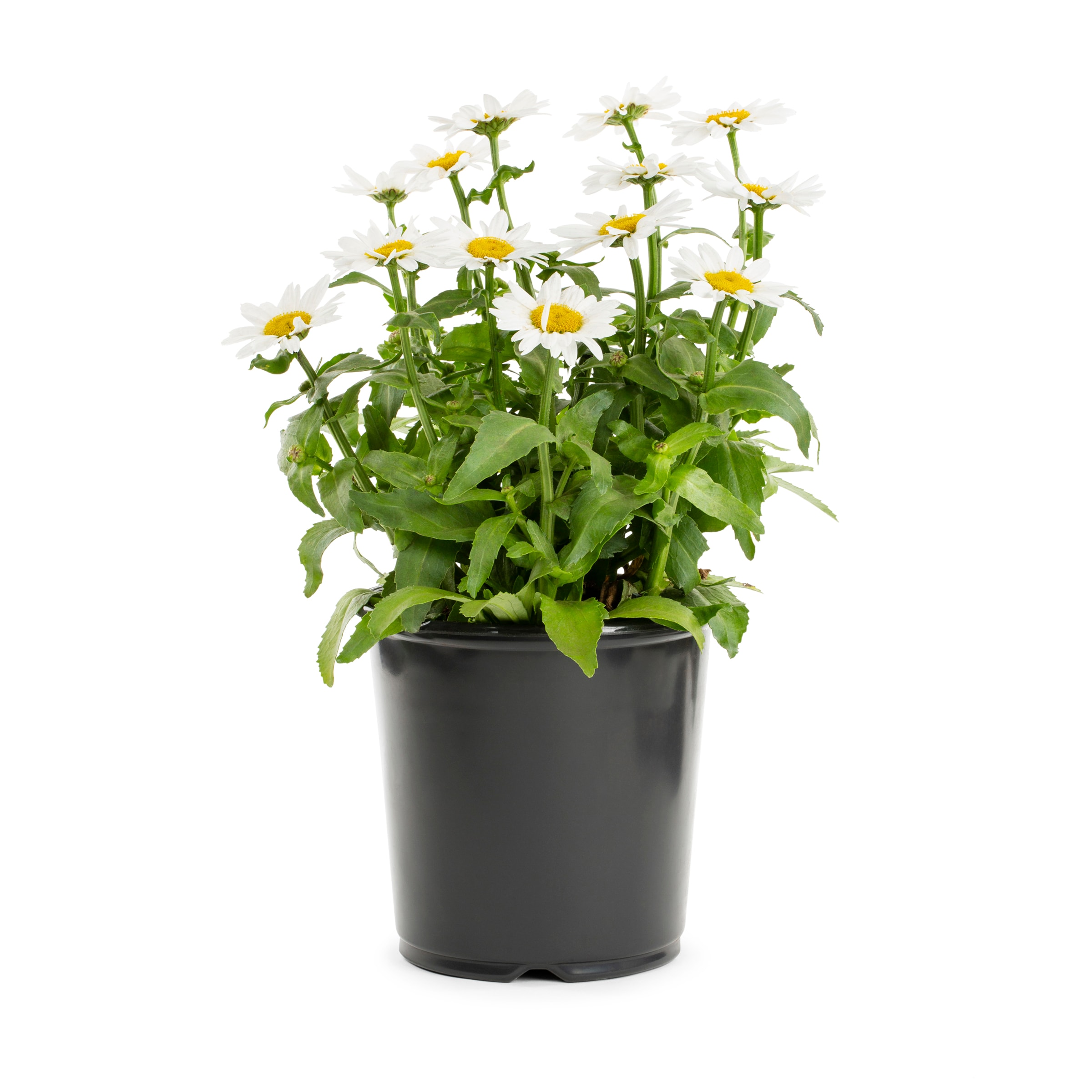 Lowe's Multicolor Shasta Daisy Plant in 2.25-Gallon (s) Pot in the ...