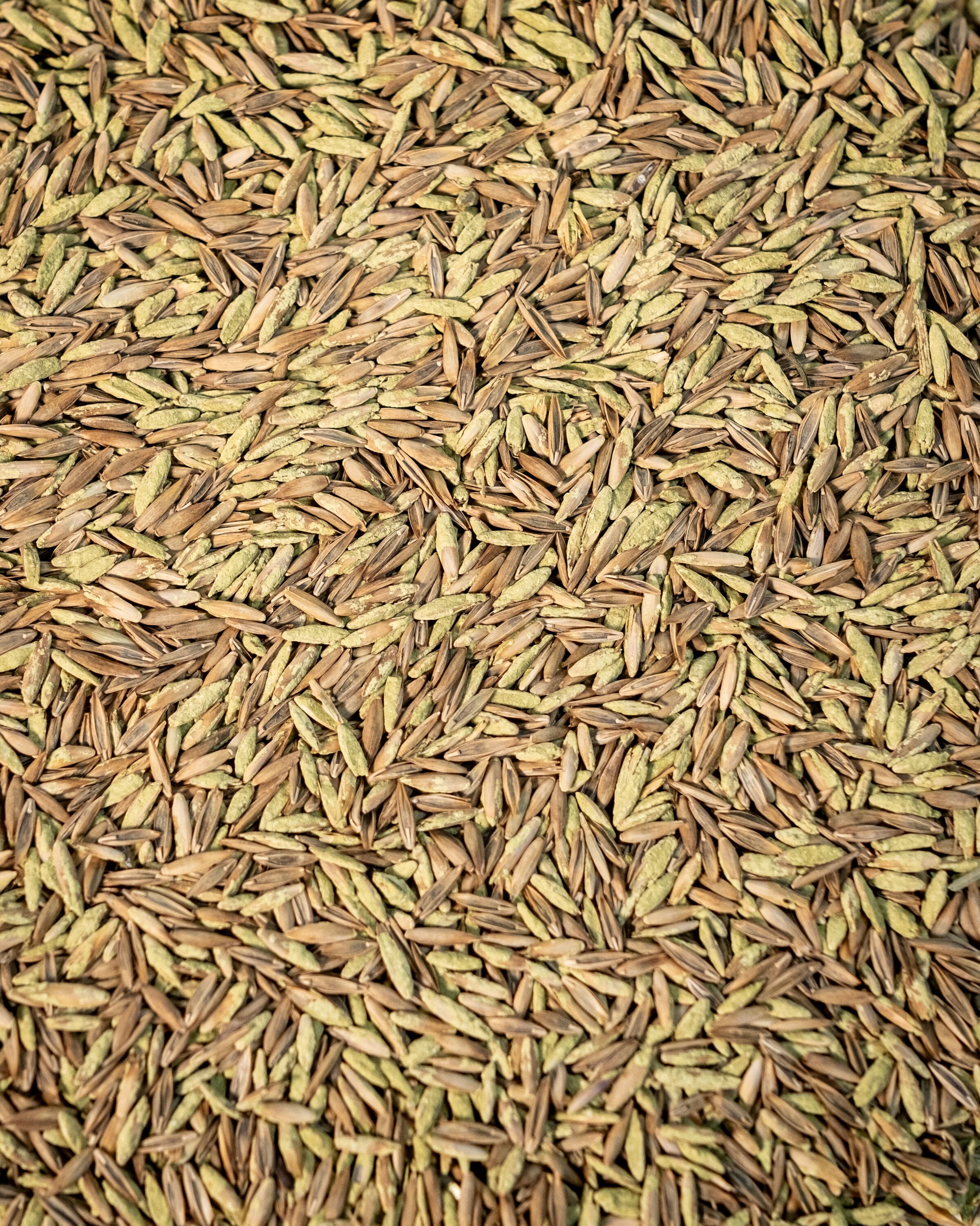JB Instant Lawn DENSE3 Grass-Seed - View #14