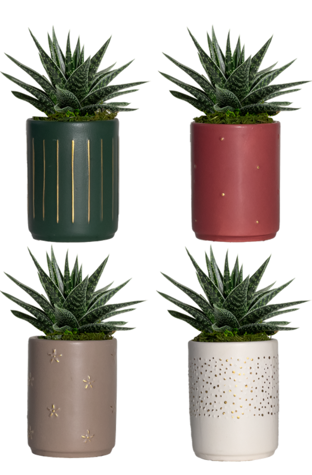 LiveTrends ASB07733 Petite Lametta House plant in 12 Ounce(s) Pot 1 -Pack