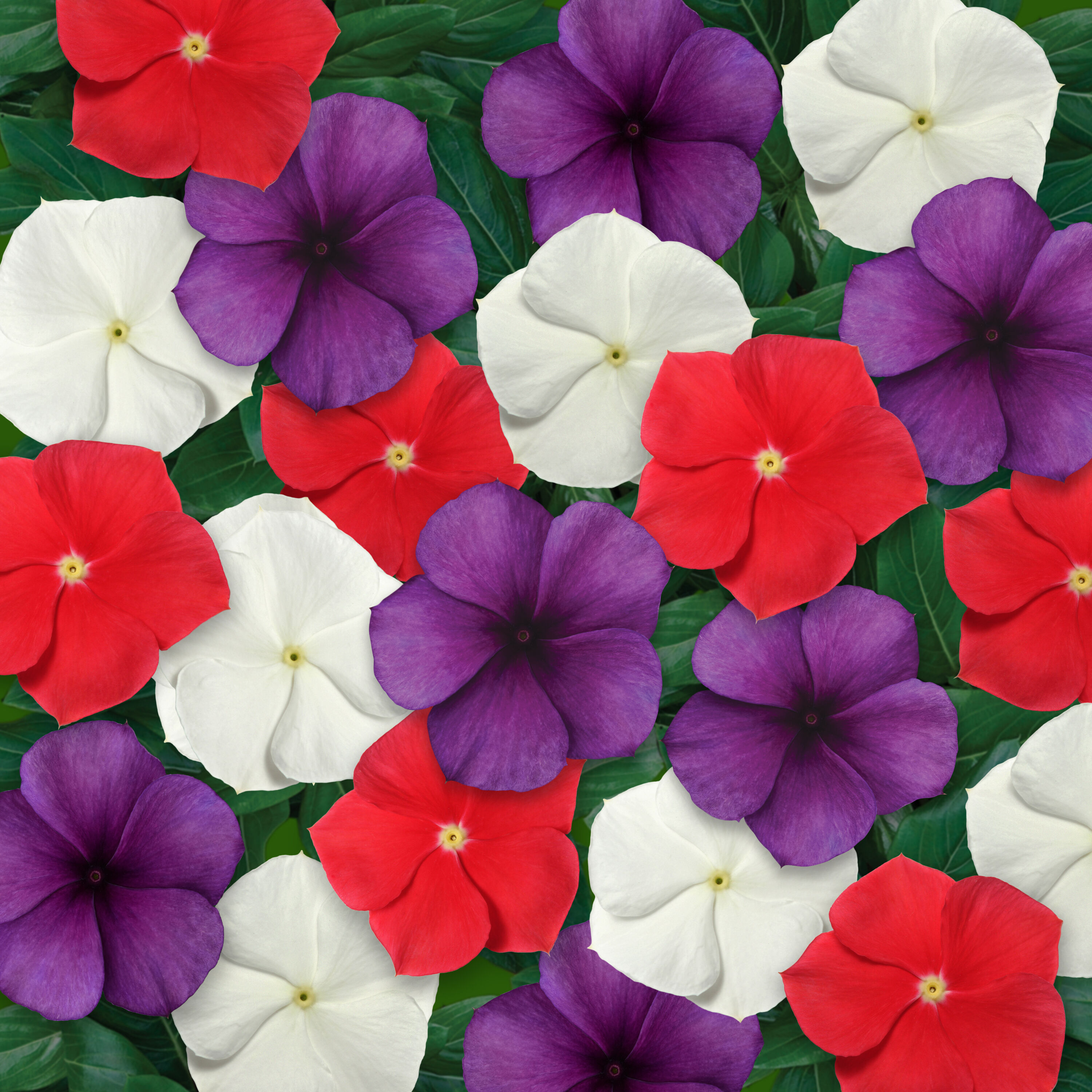Altman Plants 0881450 annuals - View #3