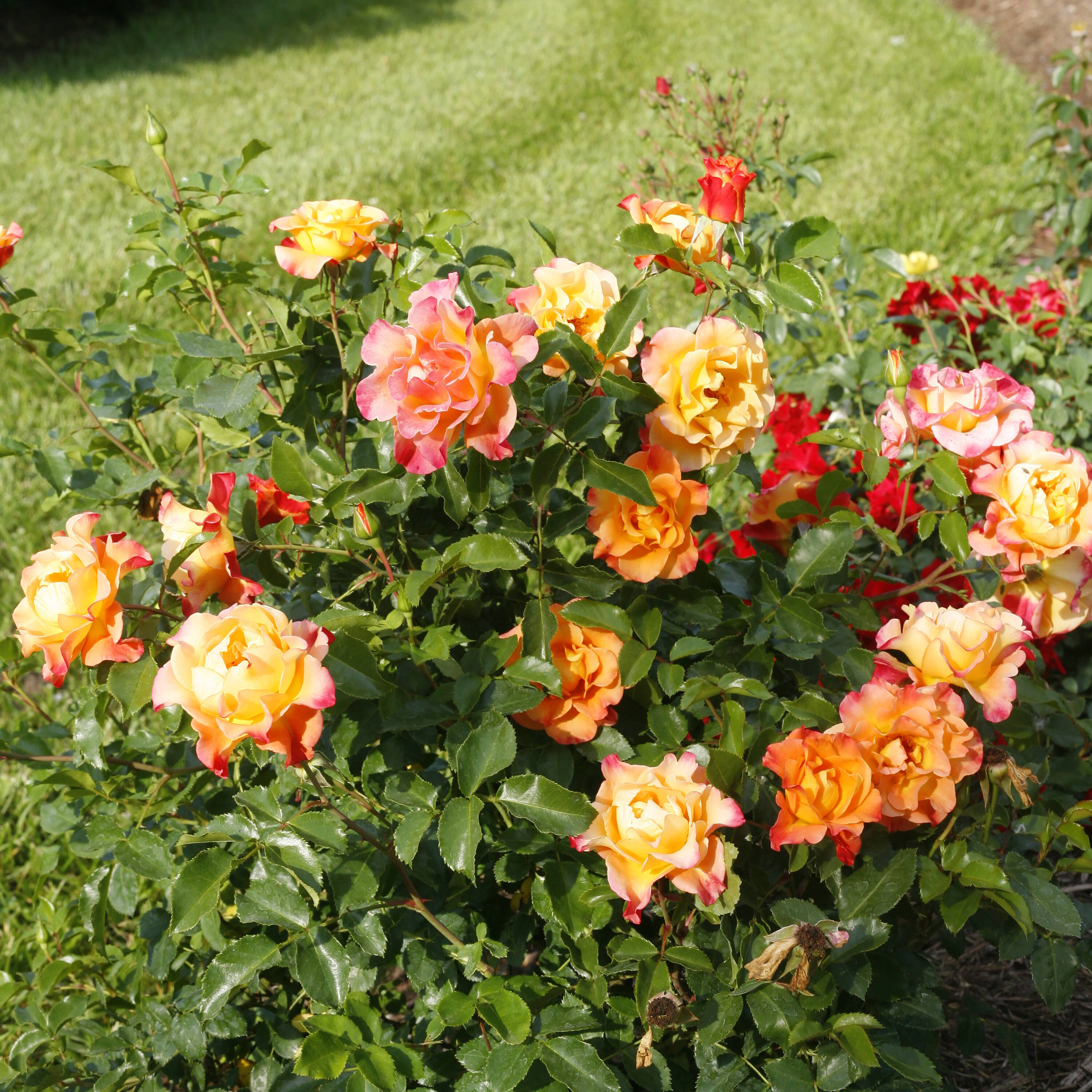 Proven Winners Orange Oso Easy Hot Paprika Landscape Rose (Rosa ...