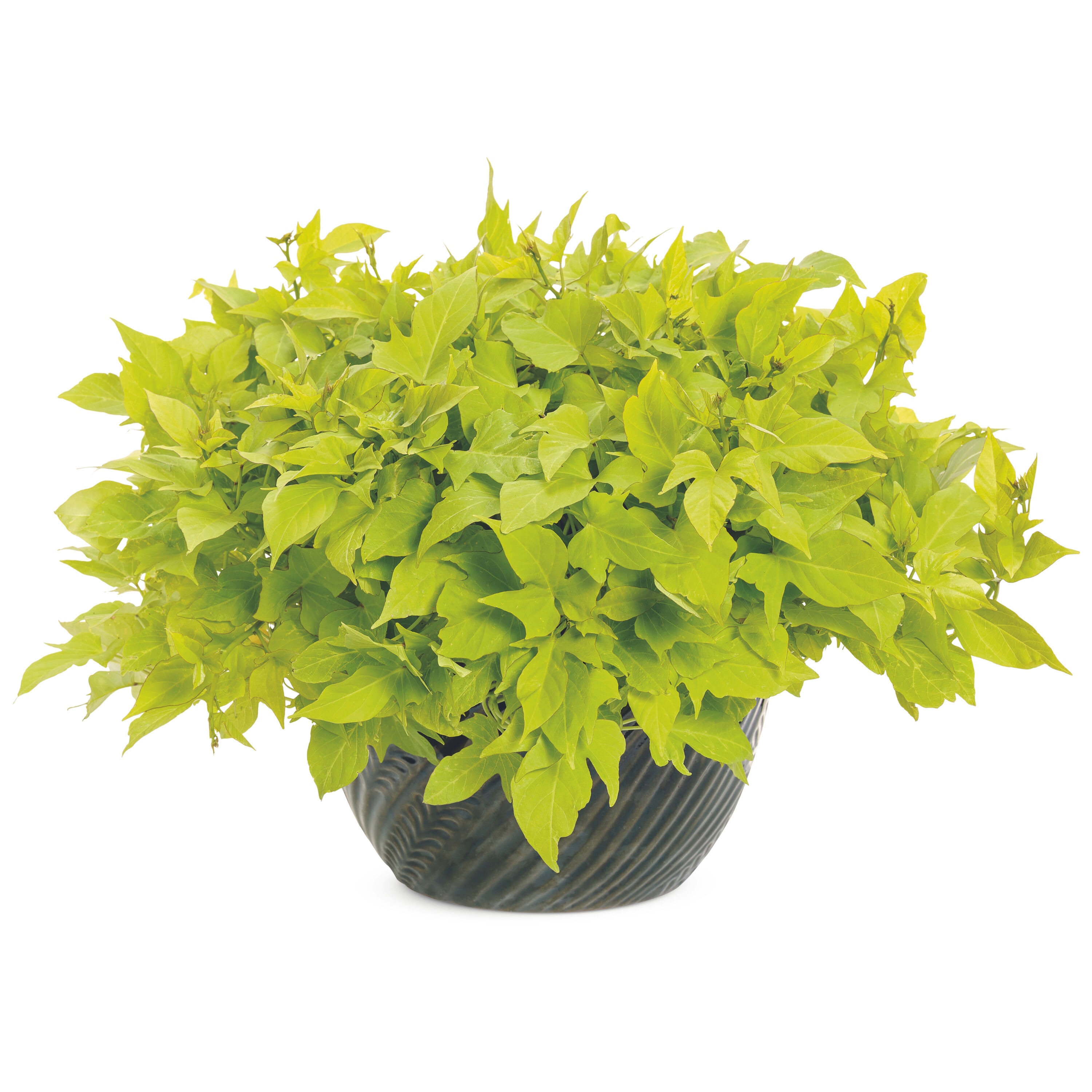 Proven Winners IPOPRW5017504 annuals - View #4