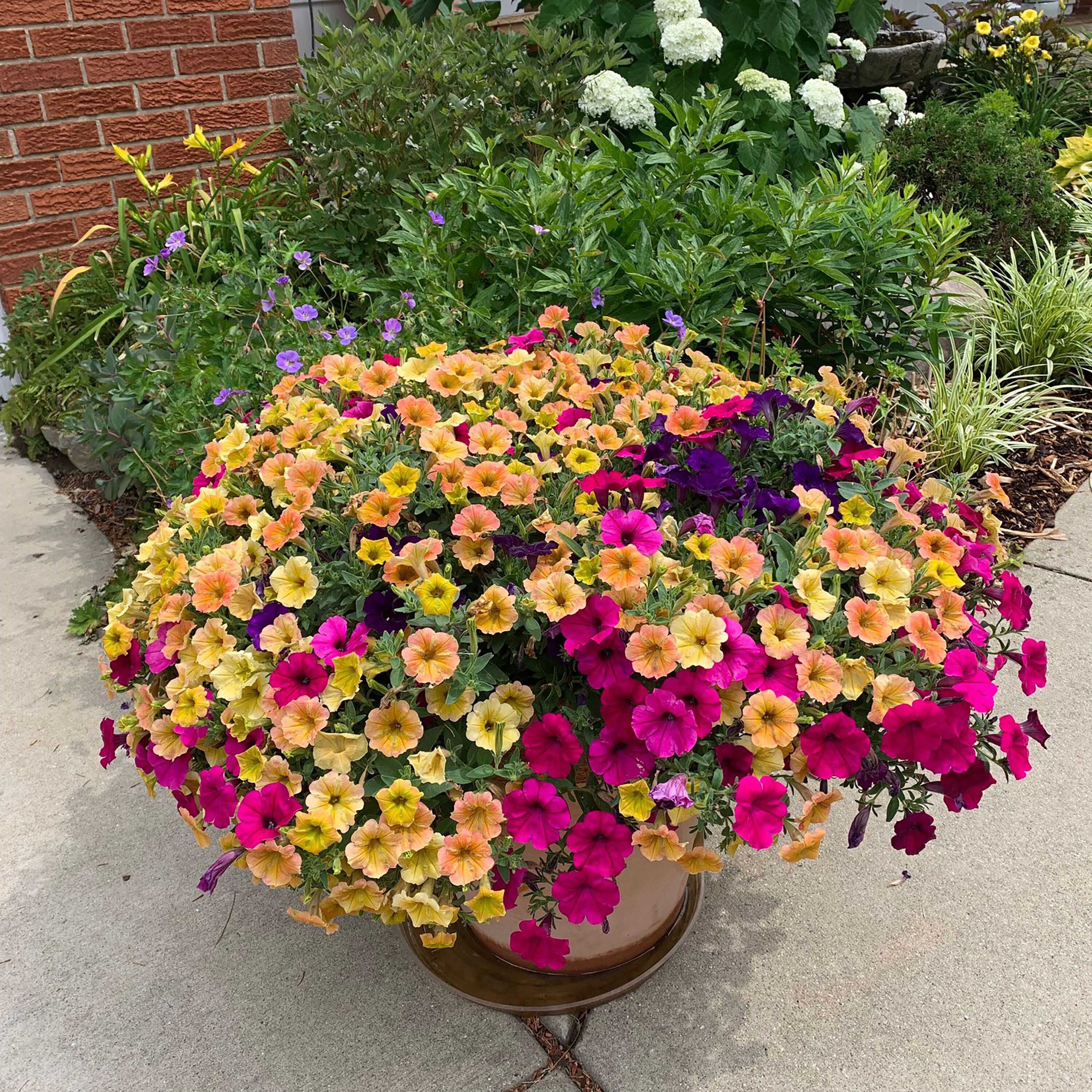 Proven Winners SUPPRW1417504 annuals - View #4