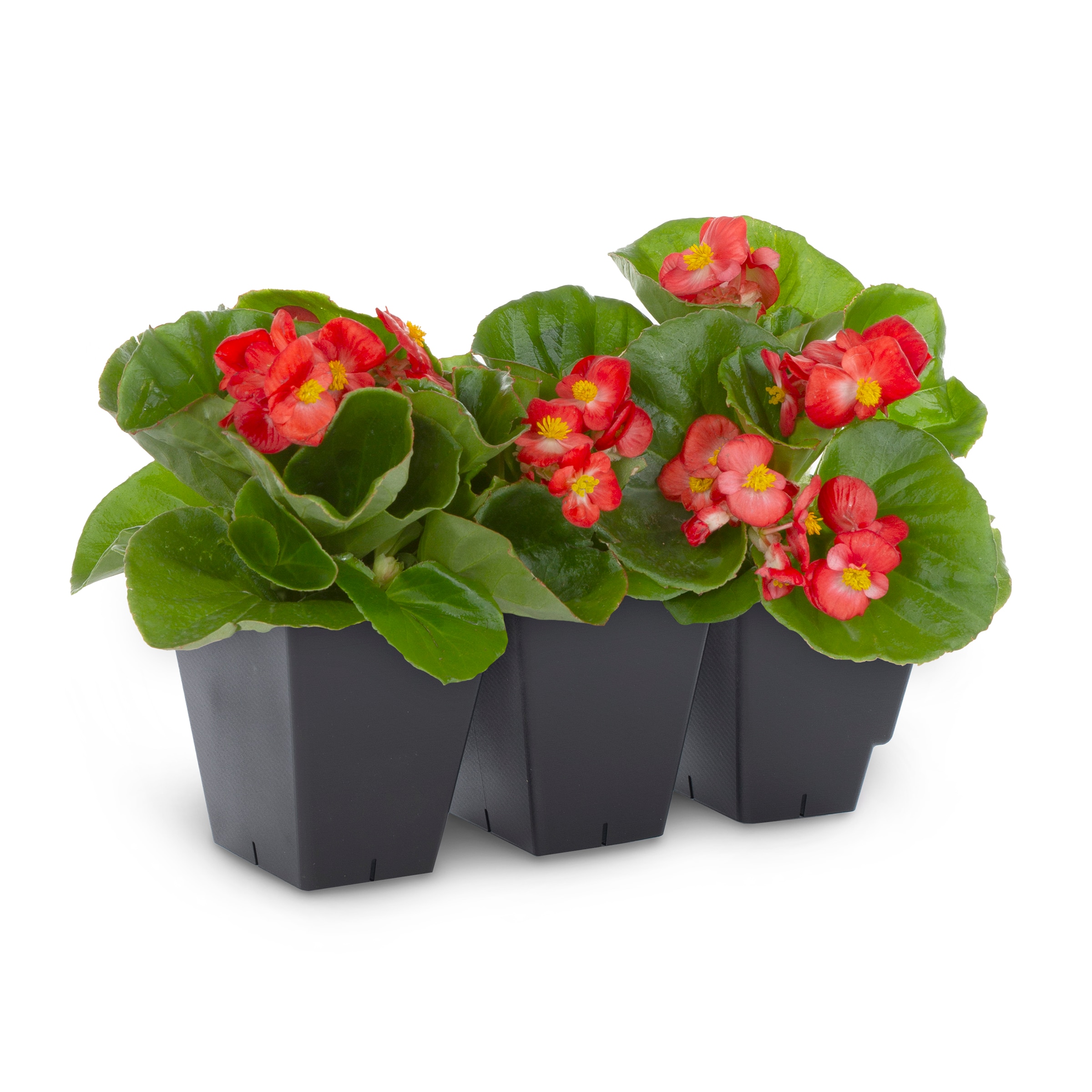 Lowe's Multicolor Flower in 3-Pack Tray in the Annuals department at ...