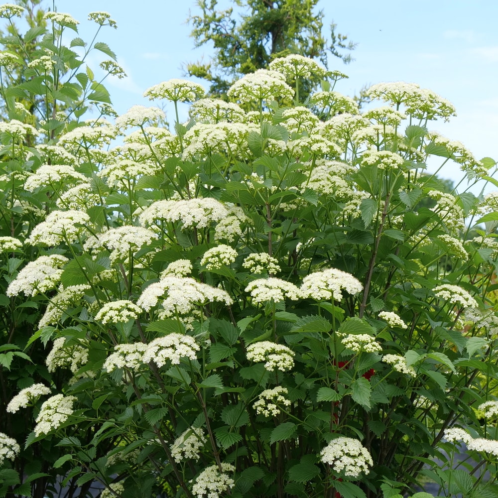 Proven Winners O89782W shrubs - View #4