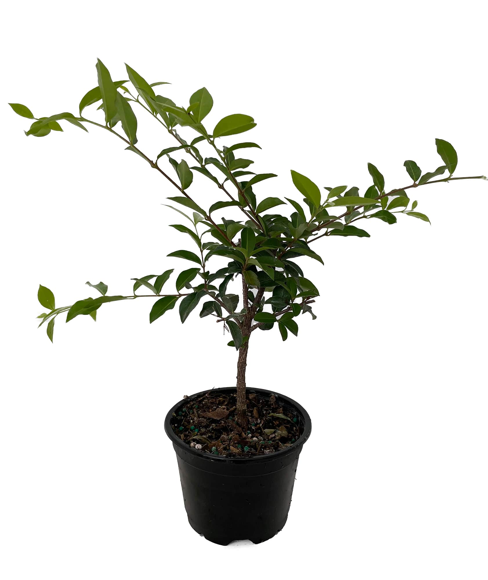 Hirt's Gardens - Barbados Cherry Plant - Malpighia emarginata - Indoors/Out - 4 inch pot