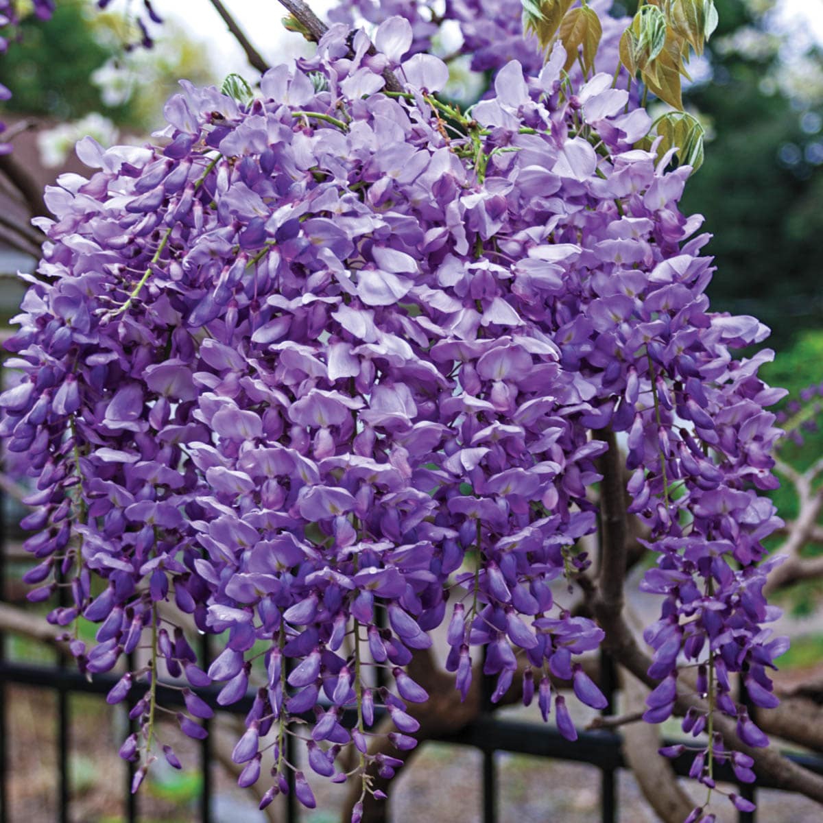 Gurney's Seed and Nursery Purple Flowering Blue Moon Wisteria Vine Accent  Shrub in 2.5-Quart Pot in the Shrubs department at