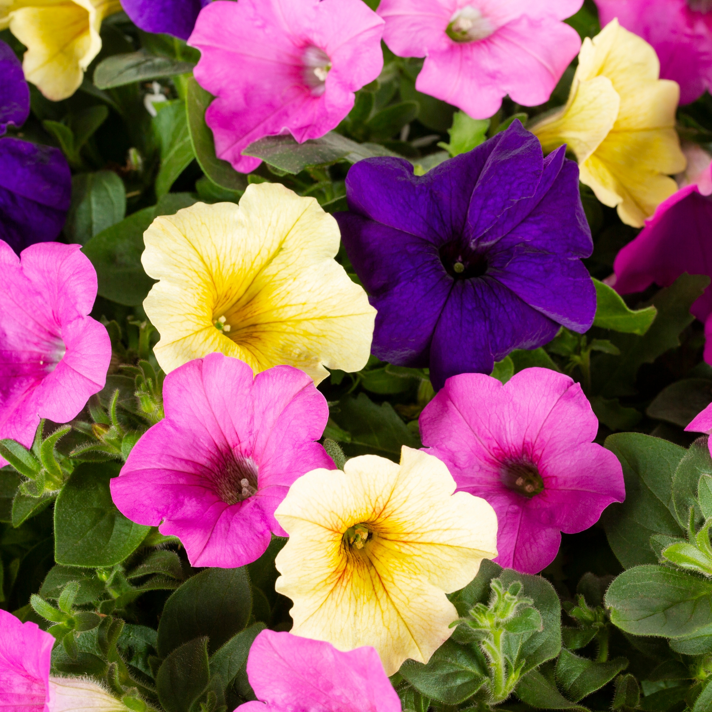 Ready Refill NURSERY annuals - View #2