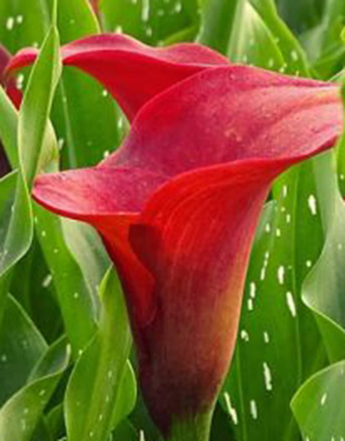 Lowe's NURSERY Multicolor Peppermint Twist Calla Lily Plant in 2.50 -Quart Pot 1.0 -Pack
