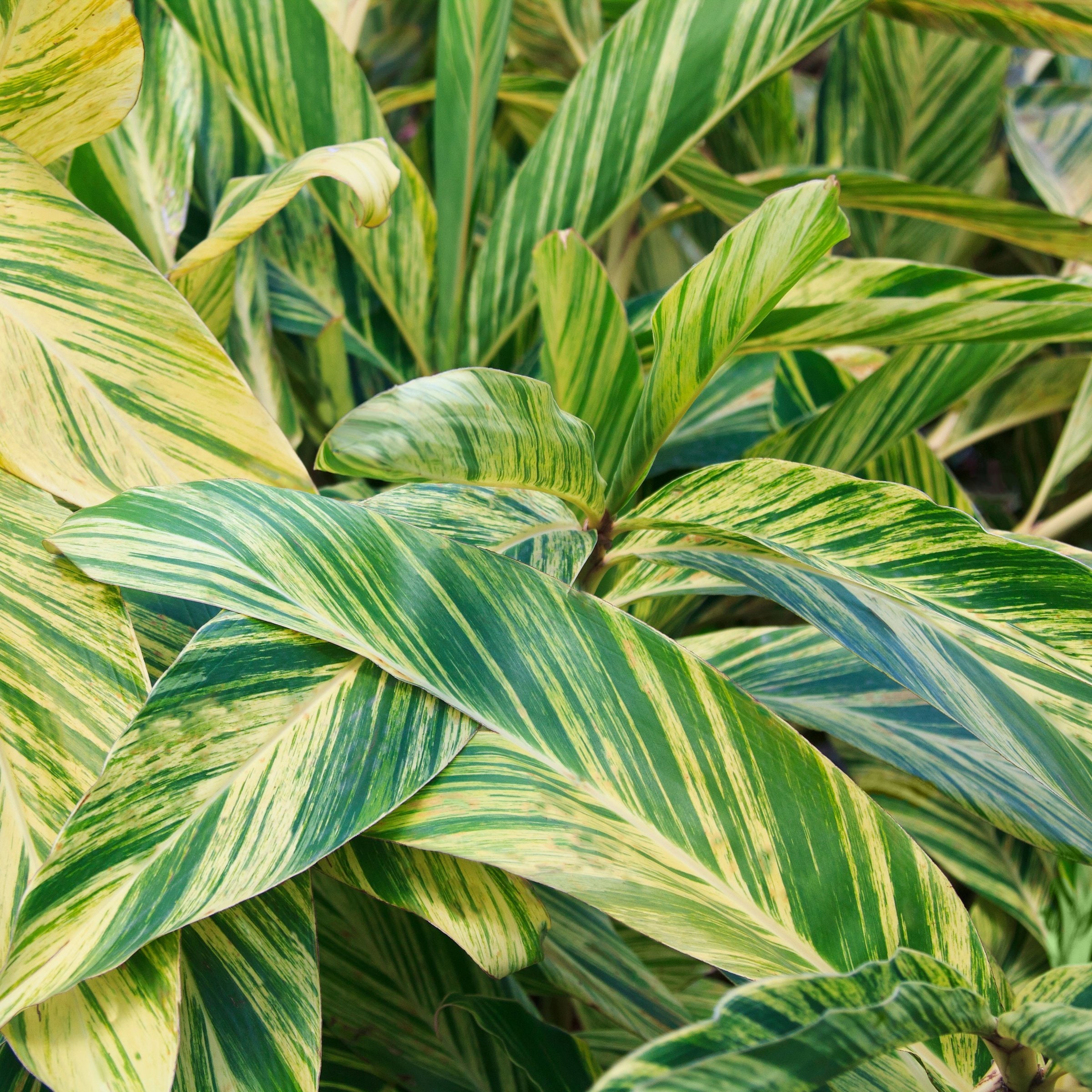 National Plant Network LW1929 Multicolor Alpinia Variegated Ginger Plant in 3.5 -in Pot 3 -Pack