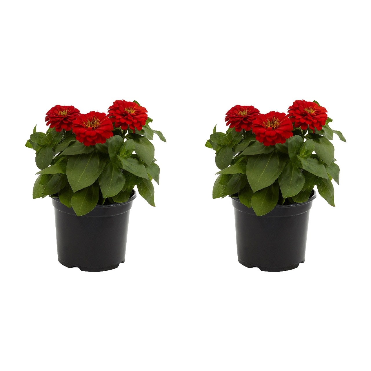 Metrolina Greenhouses 5116 Red Zinnia in 3 Quart(s) Pot 2 -Pack