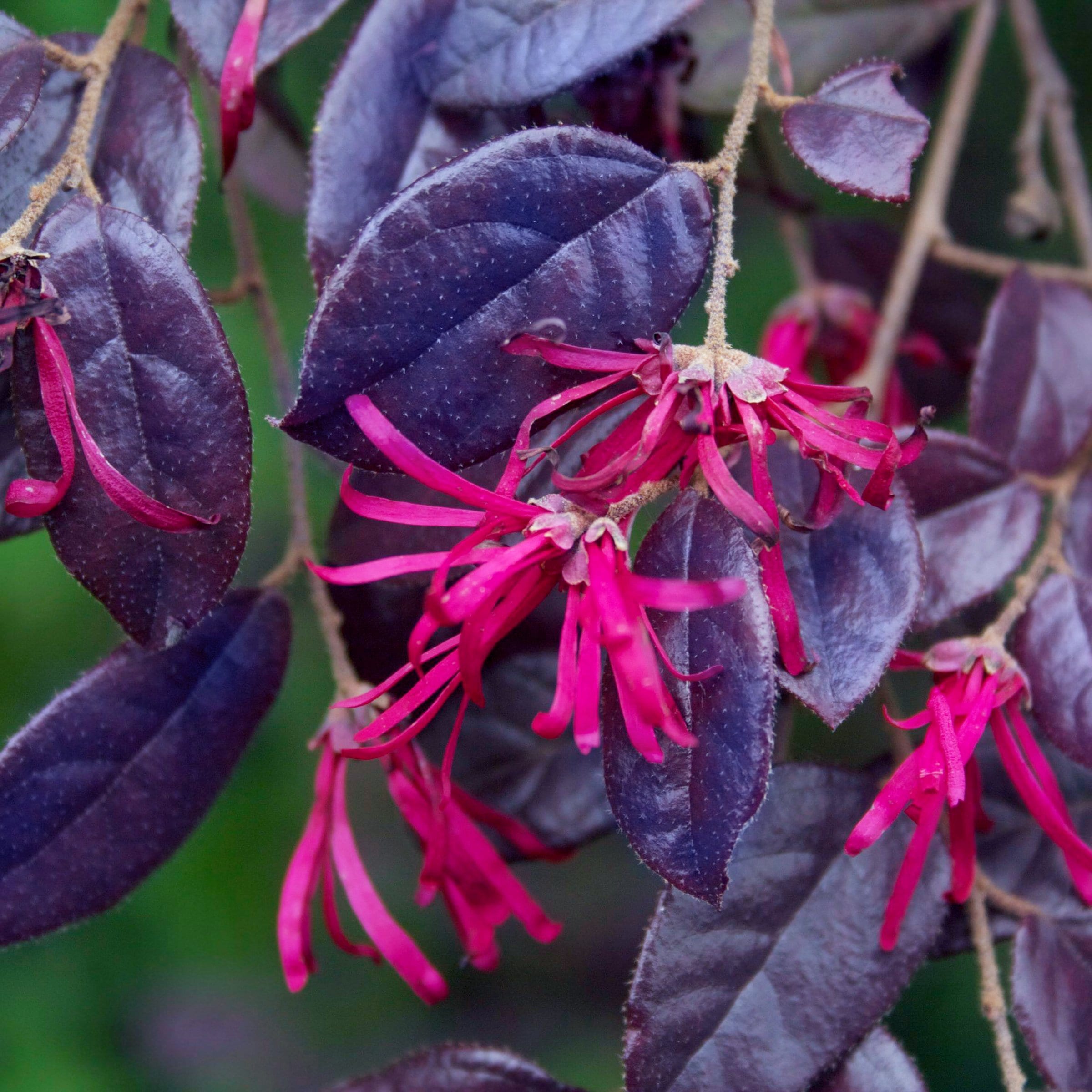 Purple Pixie Loropetalum Shrub with Pink Flowers