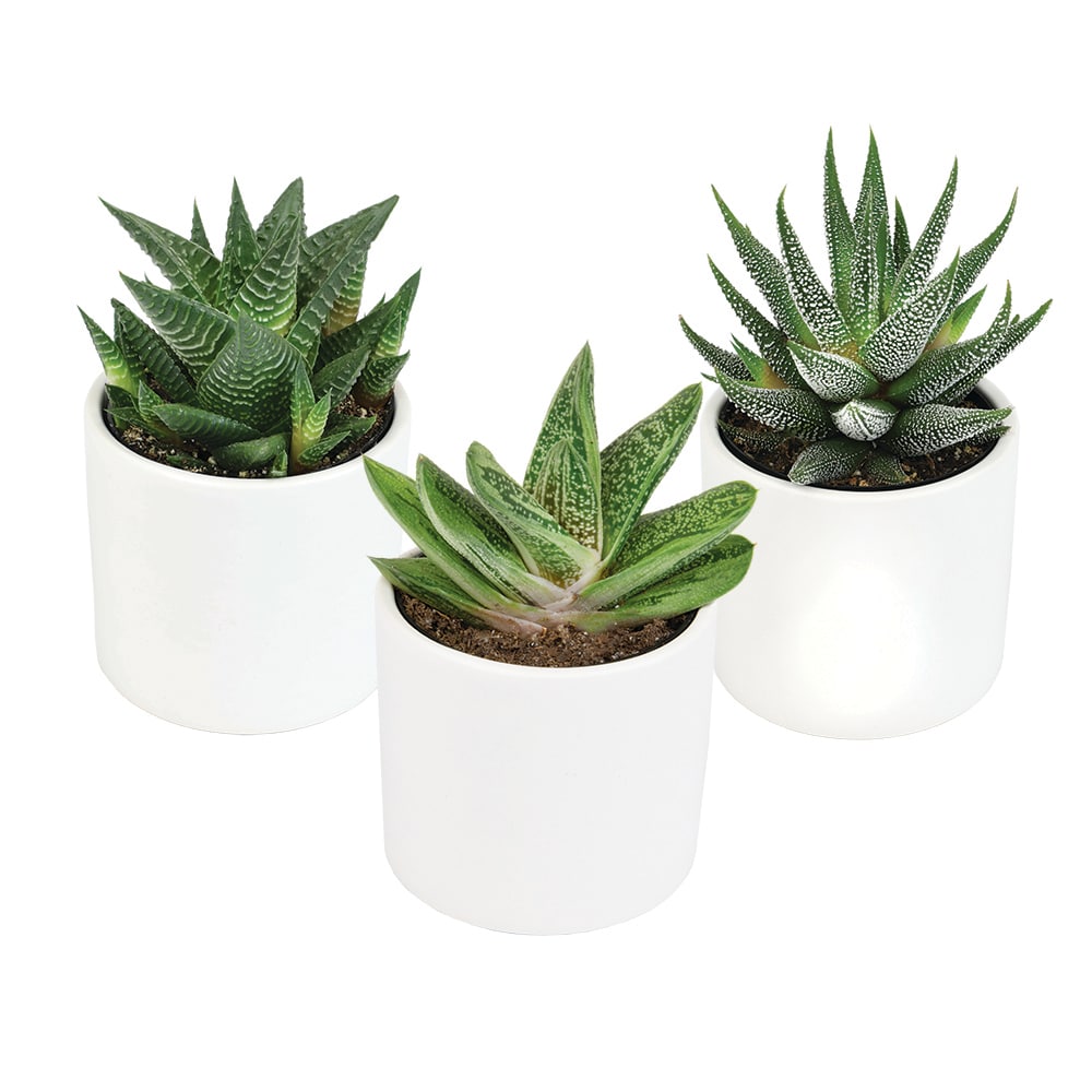 Altman Plants 0880096 Cacti-Succulents - View #3