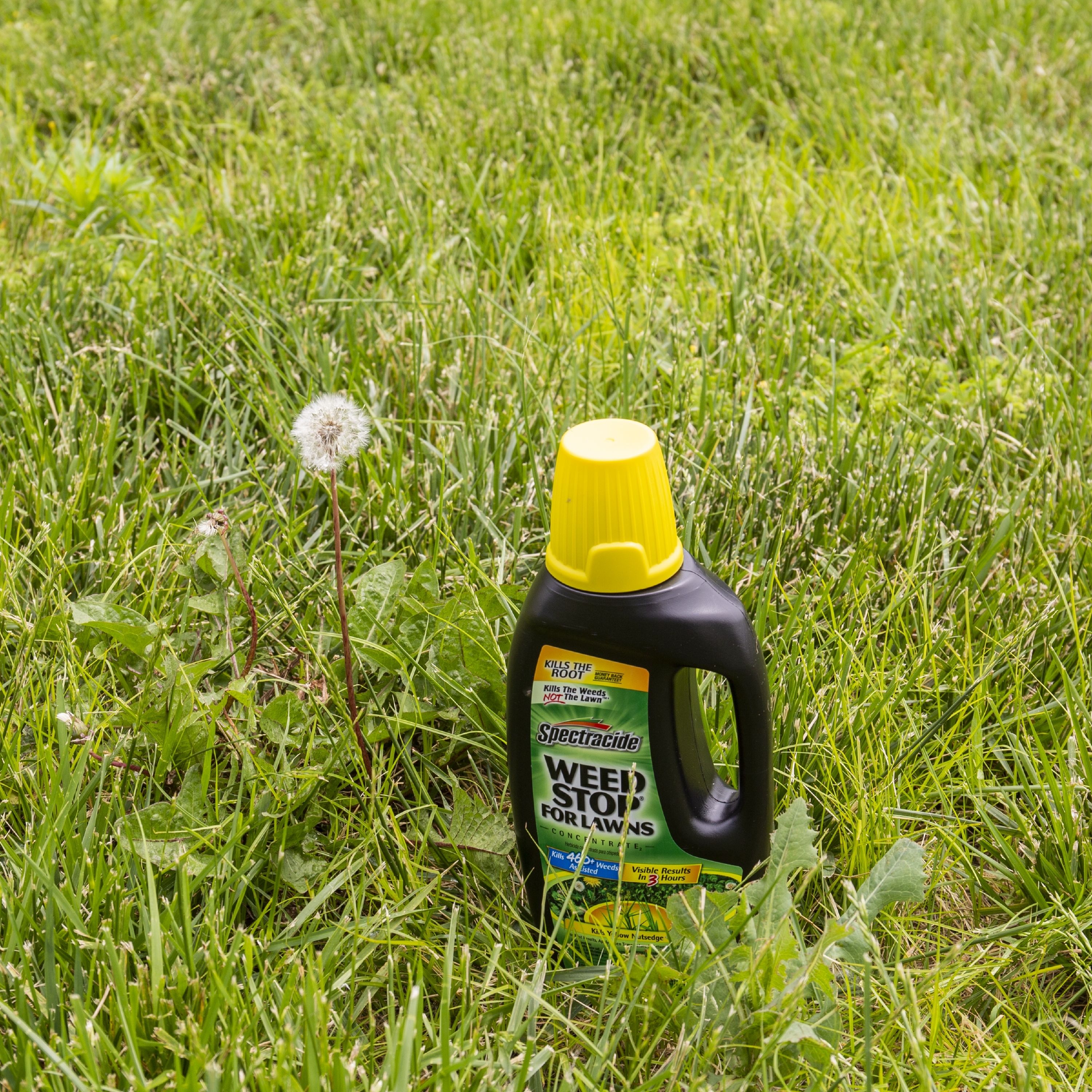 Spectracide Weed Stop For Lawns 32-fl oz Concentrated Lawn Weed Killer ...