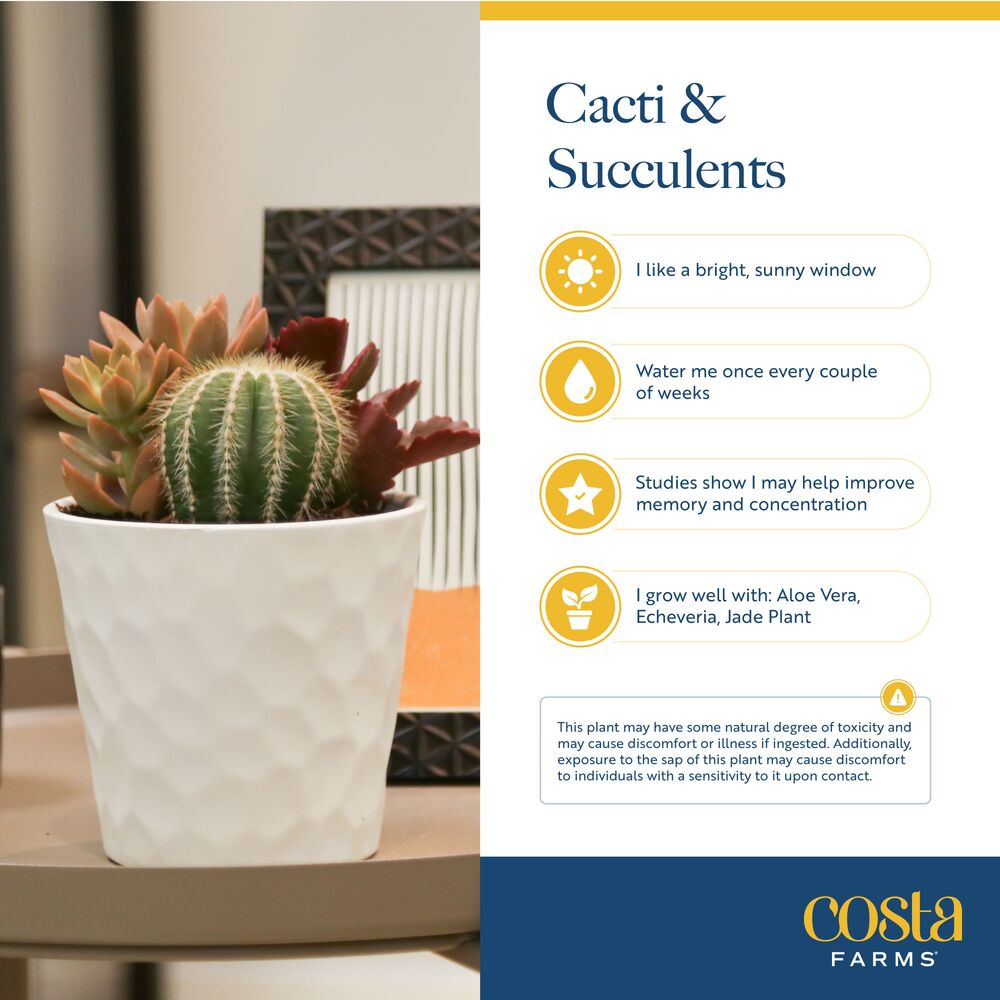 Costa Farms S-HOY-P-PPG-20-LW Cacti-Succulents - View #4